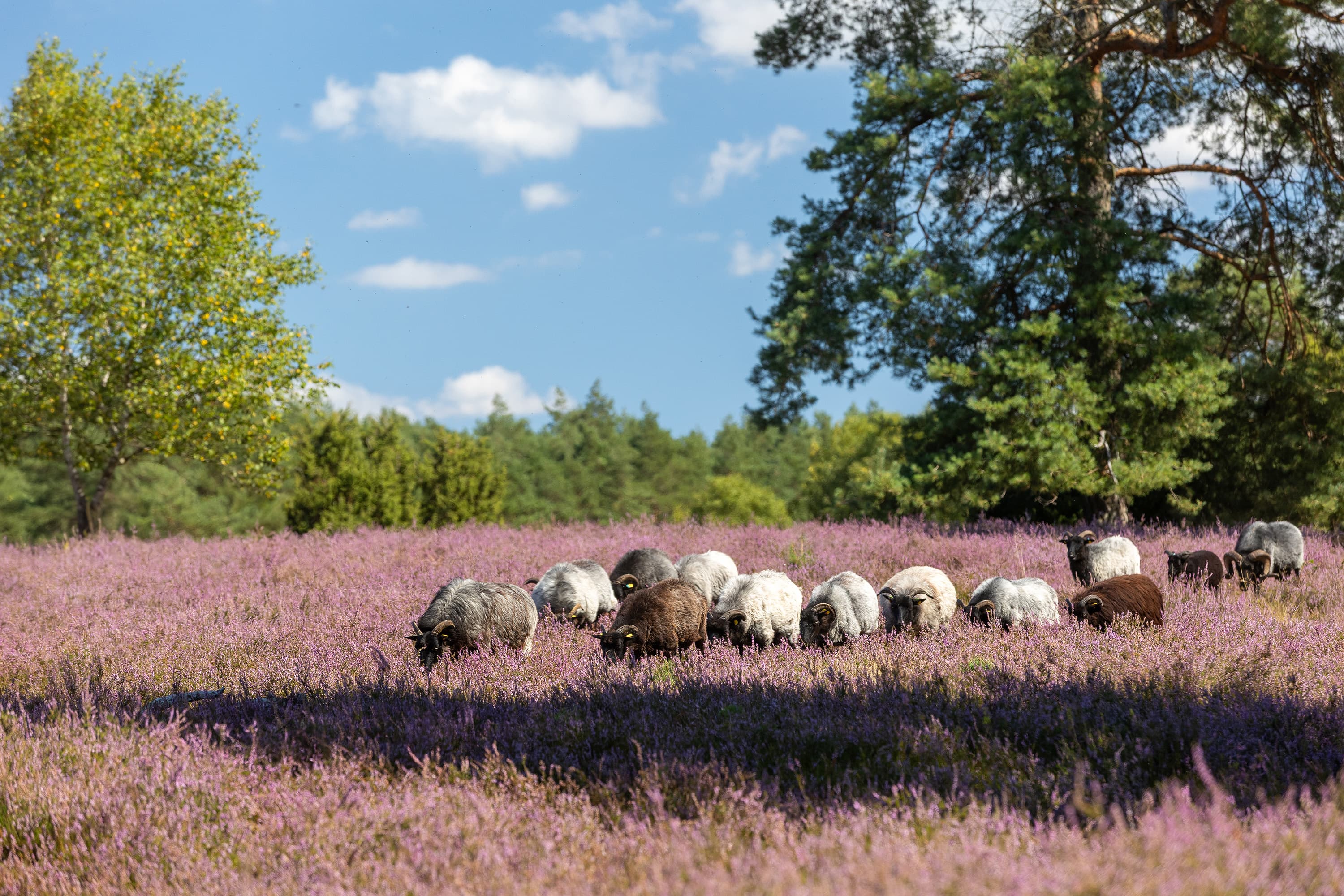 Heidschnucken in der Misselhorner Heide bei Hermannsburg