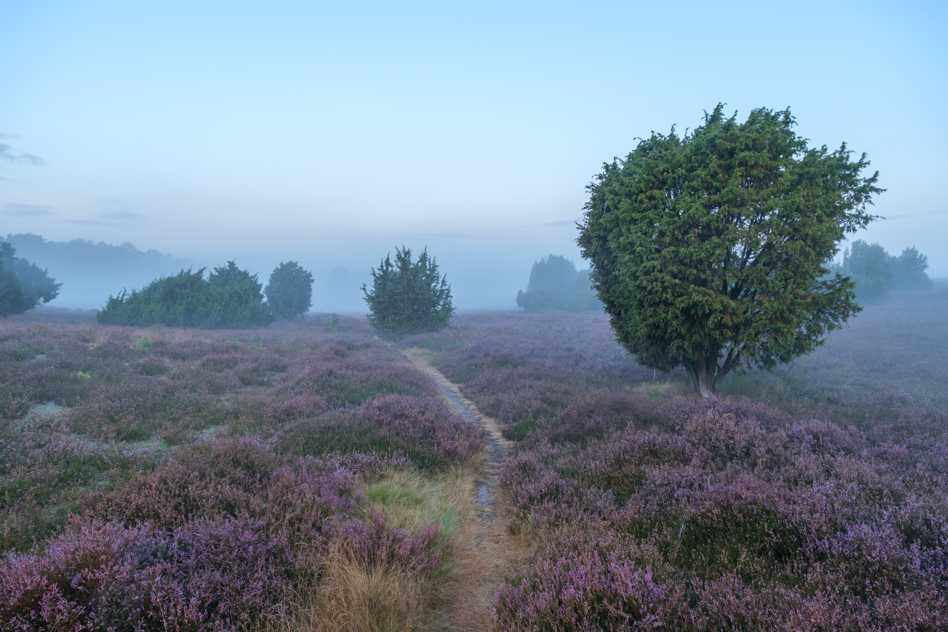 Der Sonnenaufgang in der Krelinger Heide