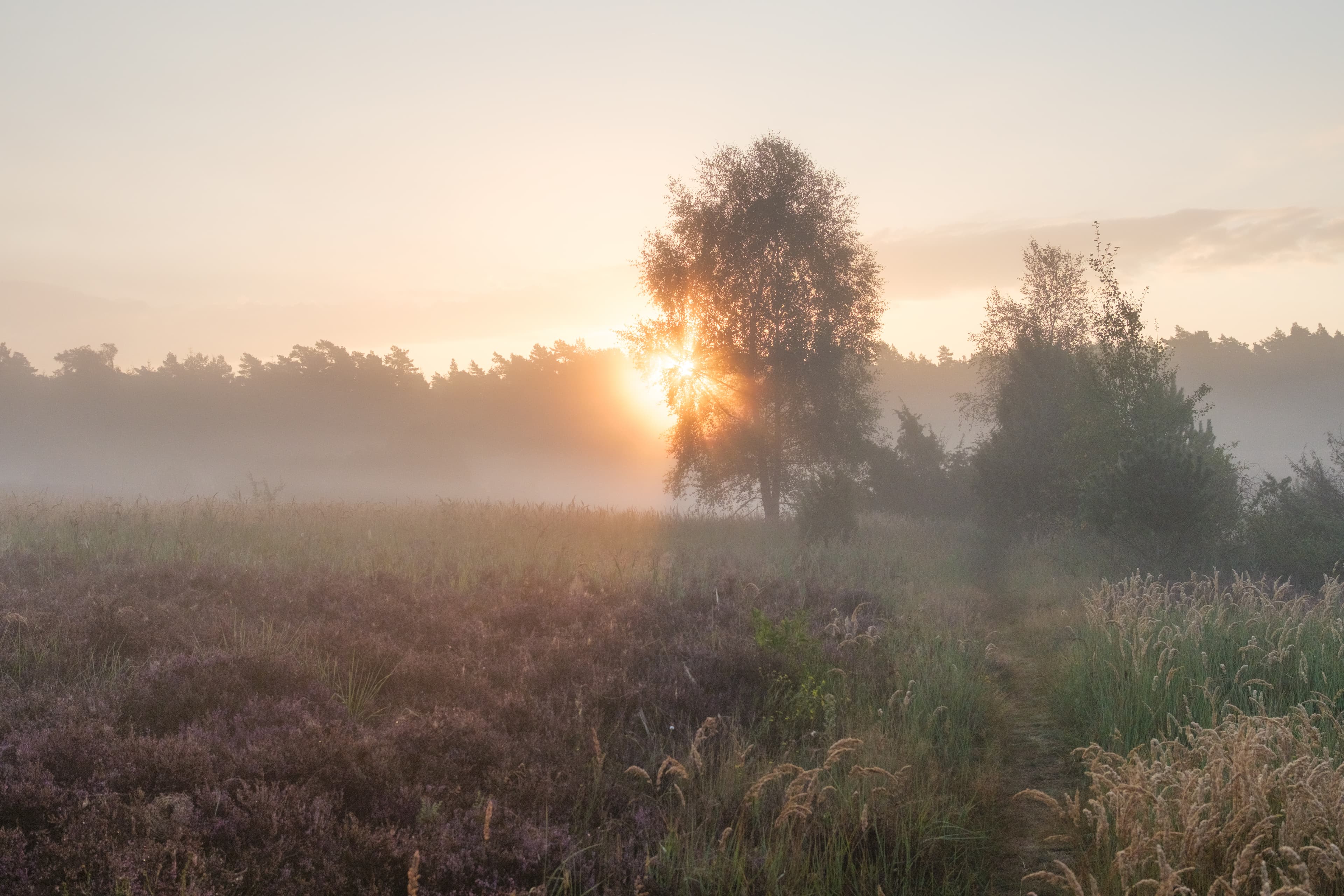 Sonnenaufgang in der Krelinger Heide zur Heideblüte