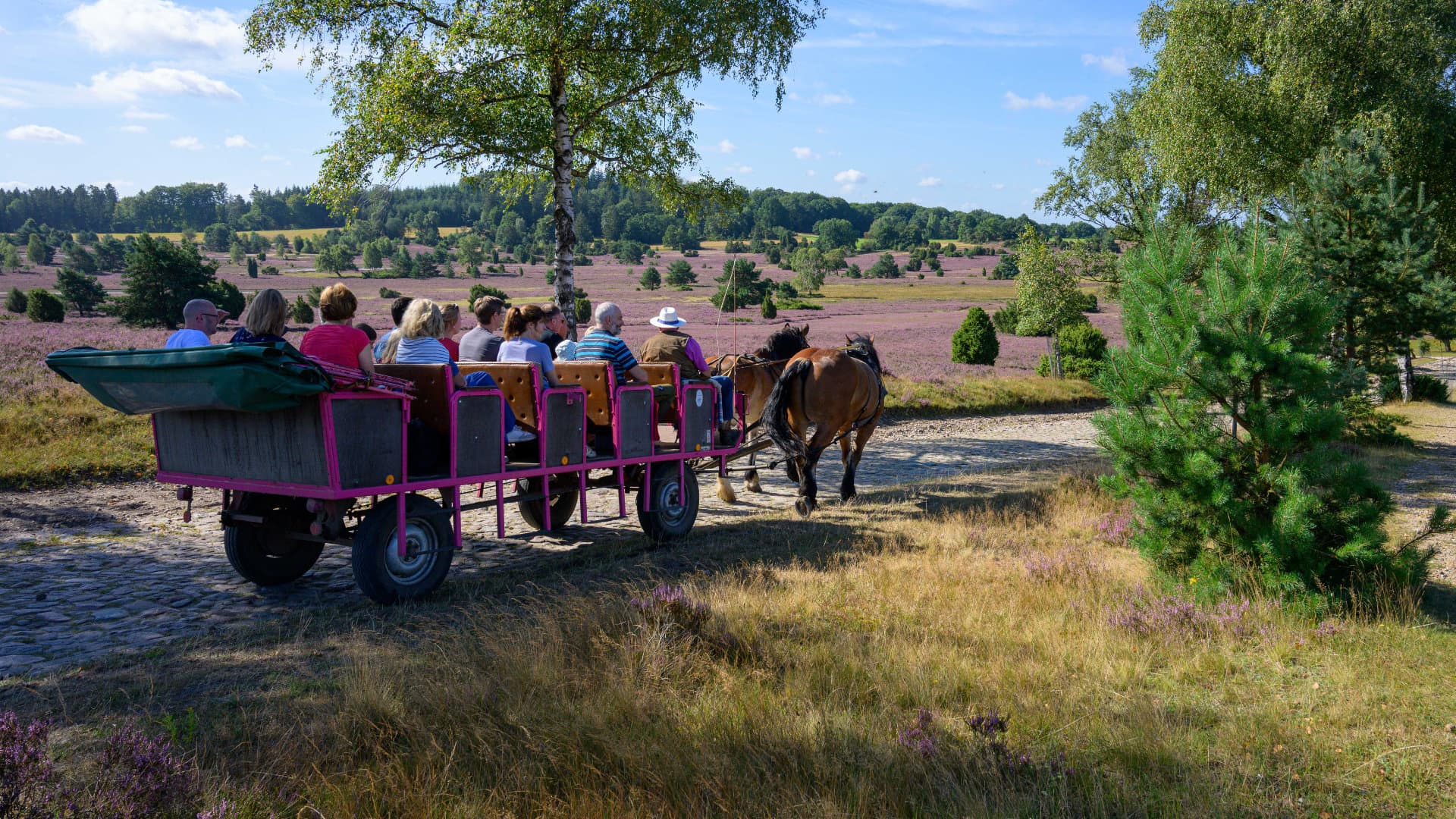 Pferdekutsche mit Fahrgästen auf einem Weg durch blühende Heidelandschaft bei sonnigem Wetter