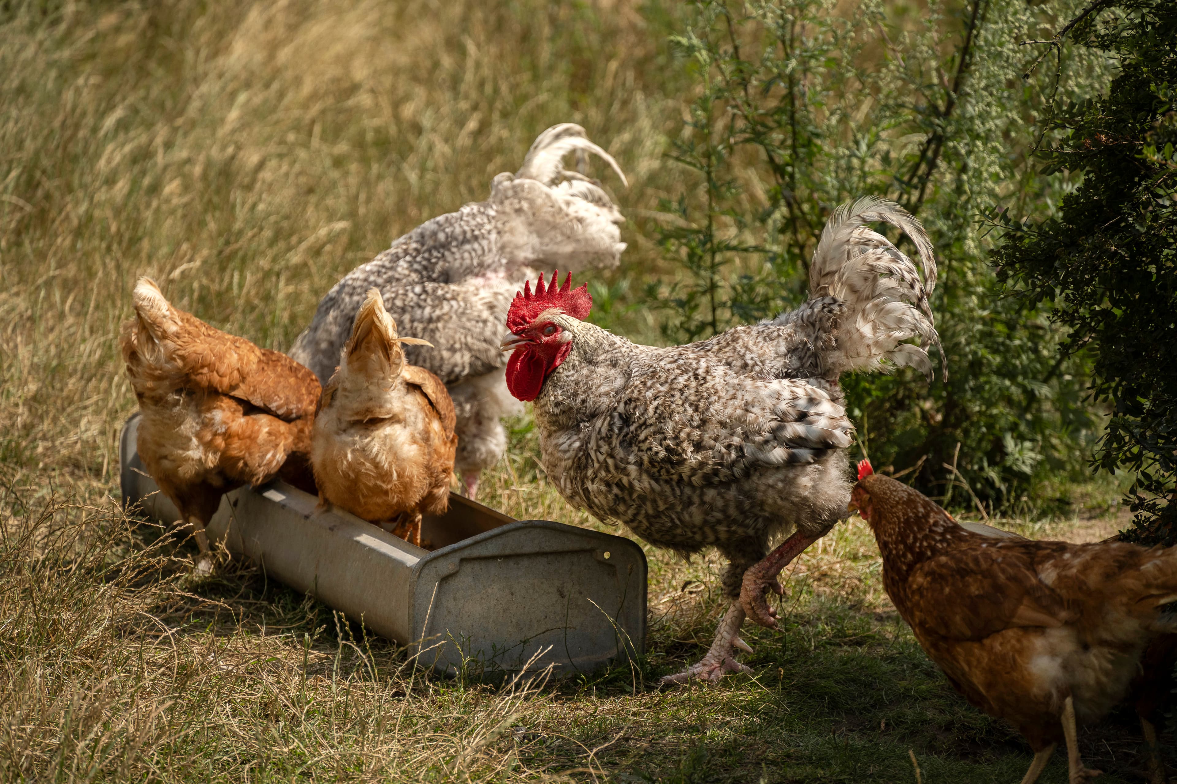 Hof an den Teichen, Arche-Tiere