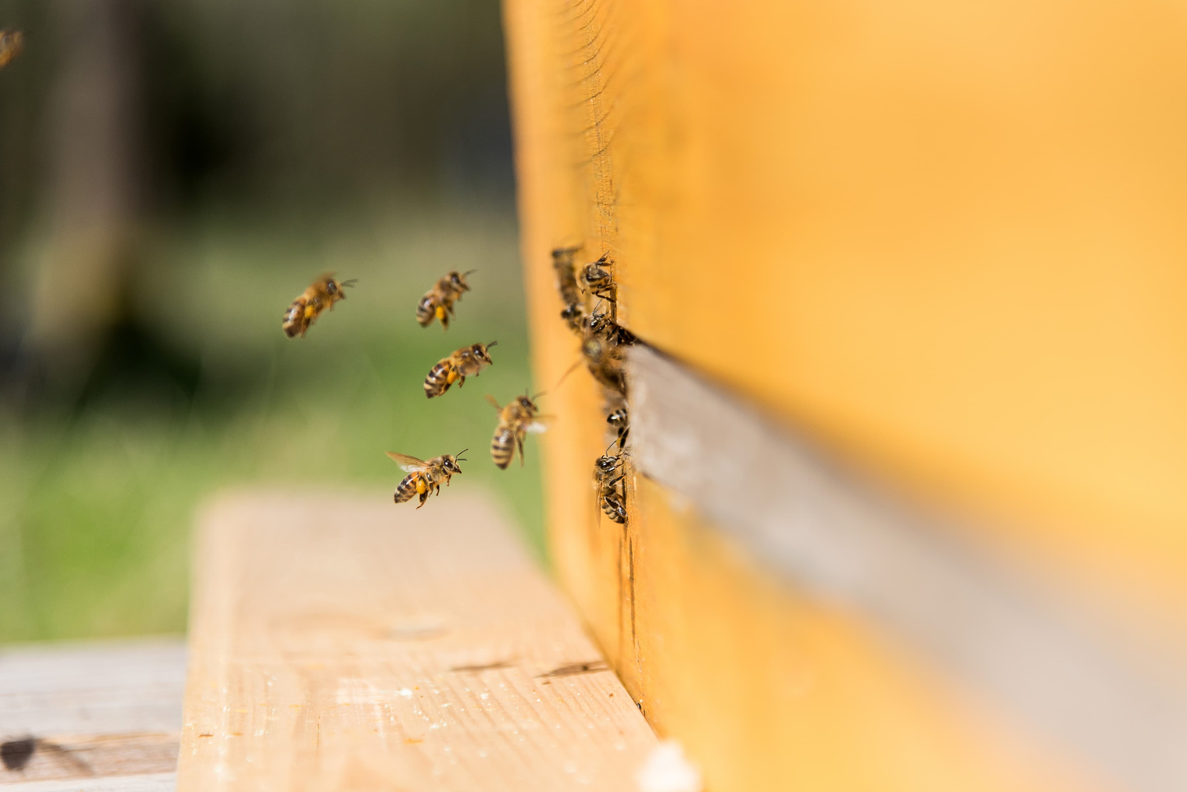 Hof an den Teichen, Bienenstock