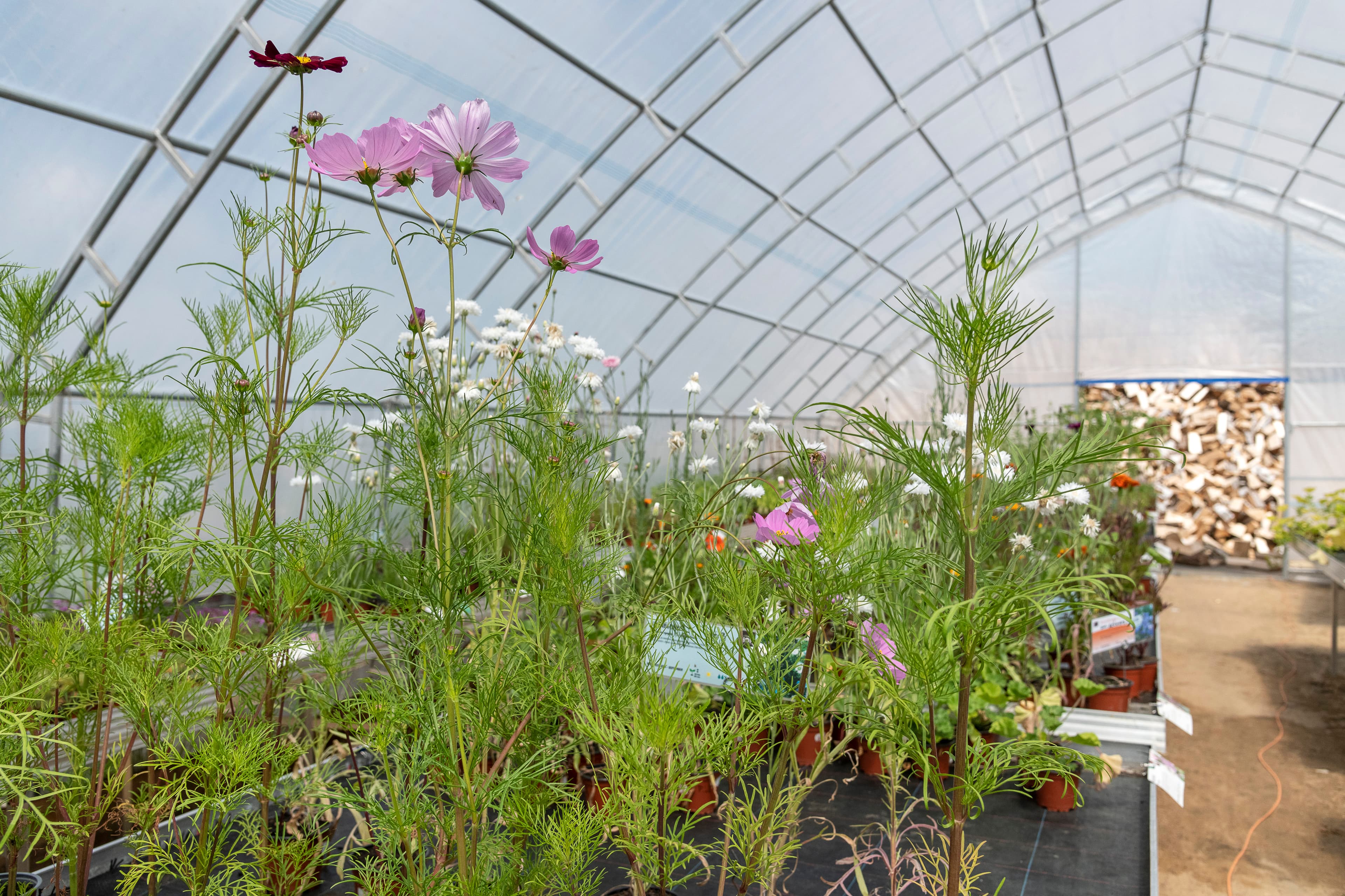 Hof an den Teichen, Gewächshaus