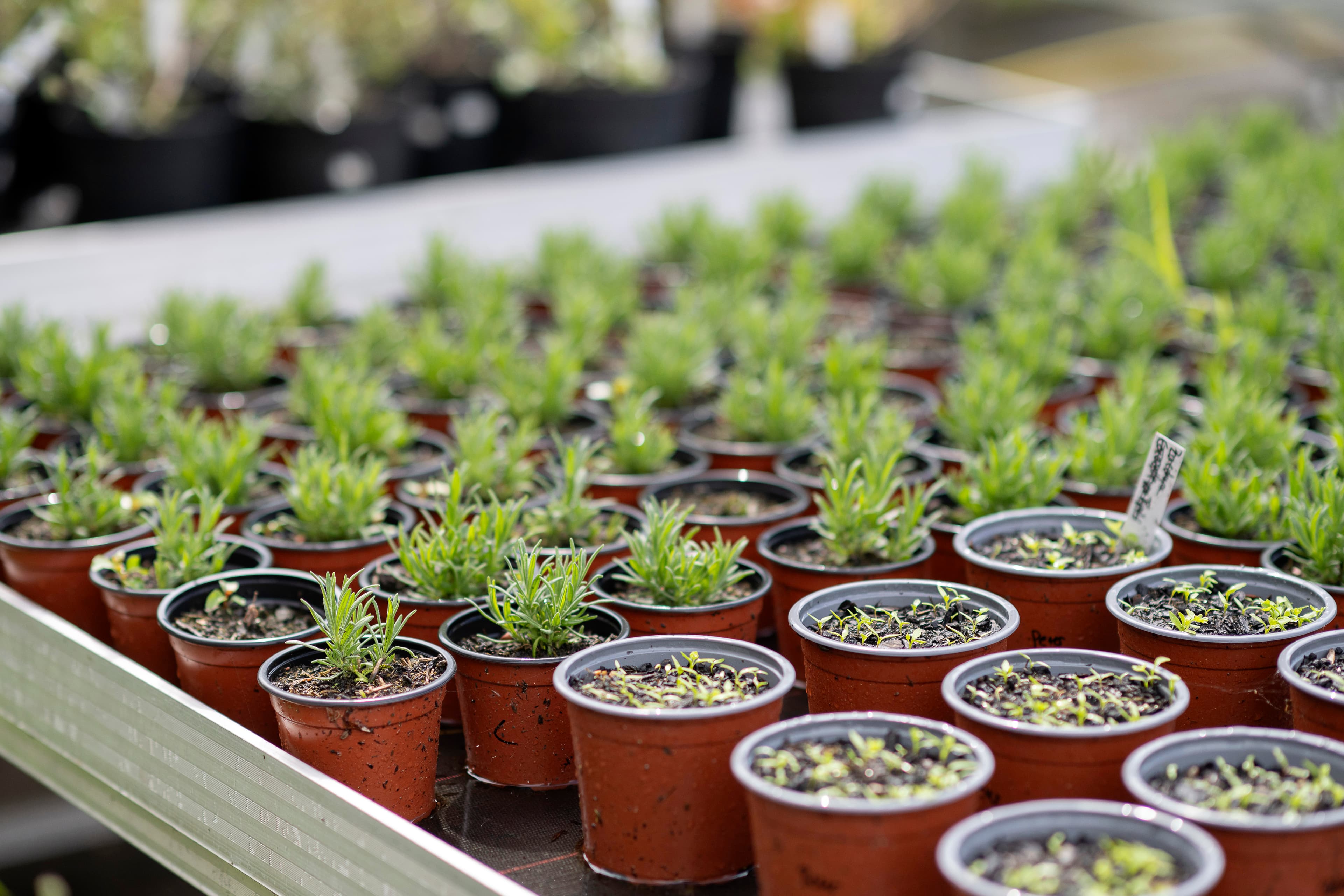 Hof an den Teichen, Gewächshaus