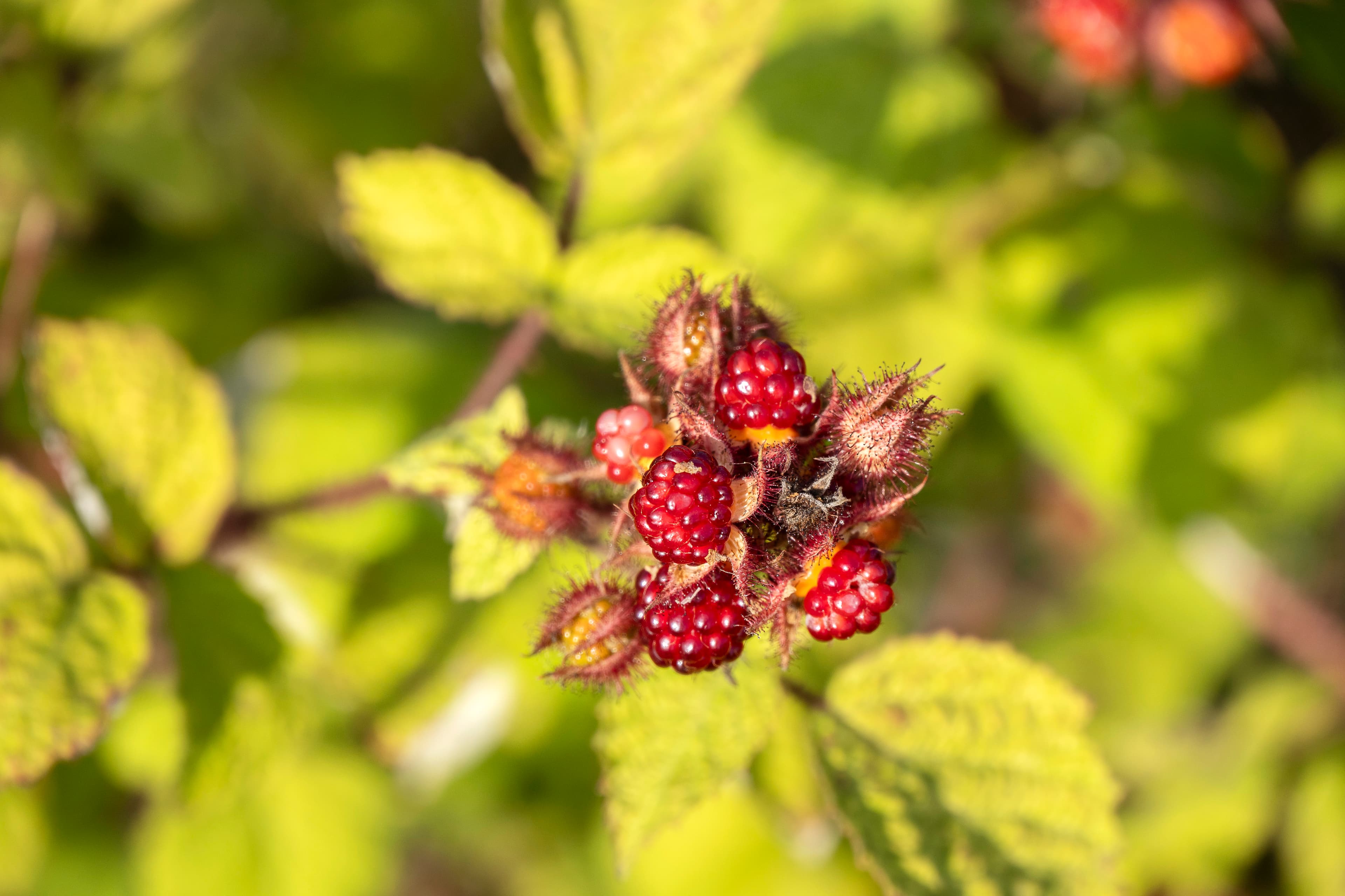 Hof an den Teichen, Früchte des Waldgartens