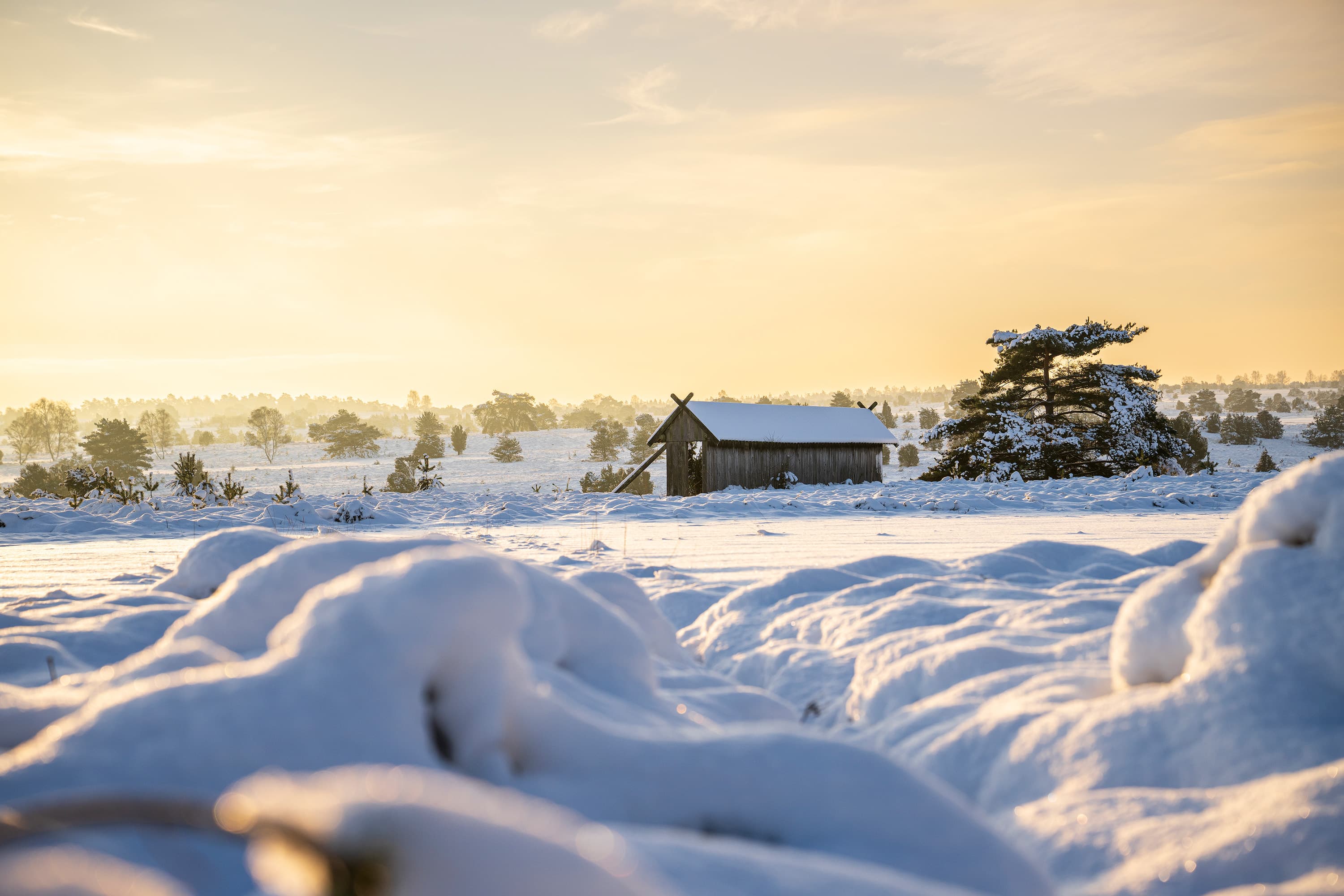 eine offene landschaft ist mit dickem schnee bedeckt und in der mitte des bildes steht weiter hinter ein kleines flaches holzhäuschen sowie links und rechts daneben schneebedeckte wacholdersträucher