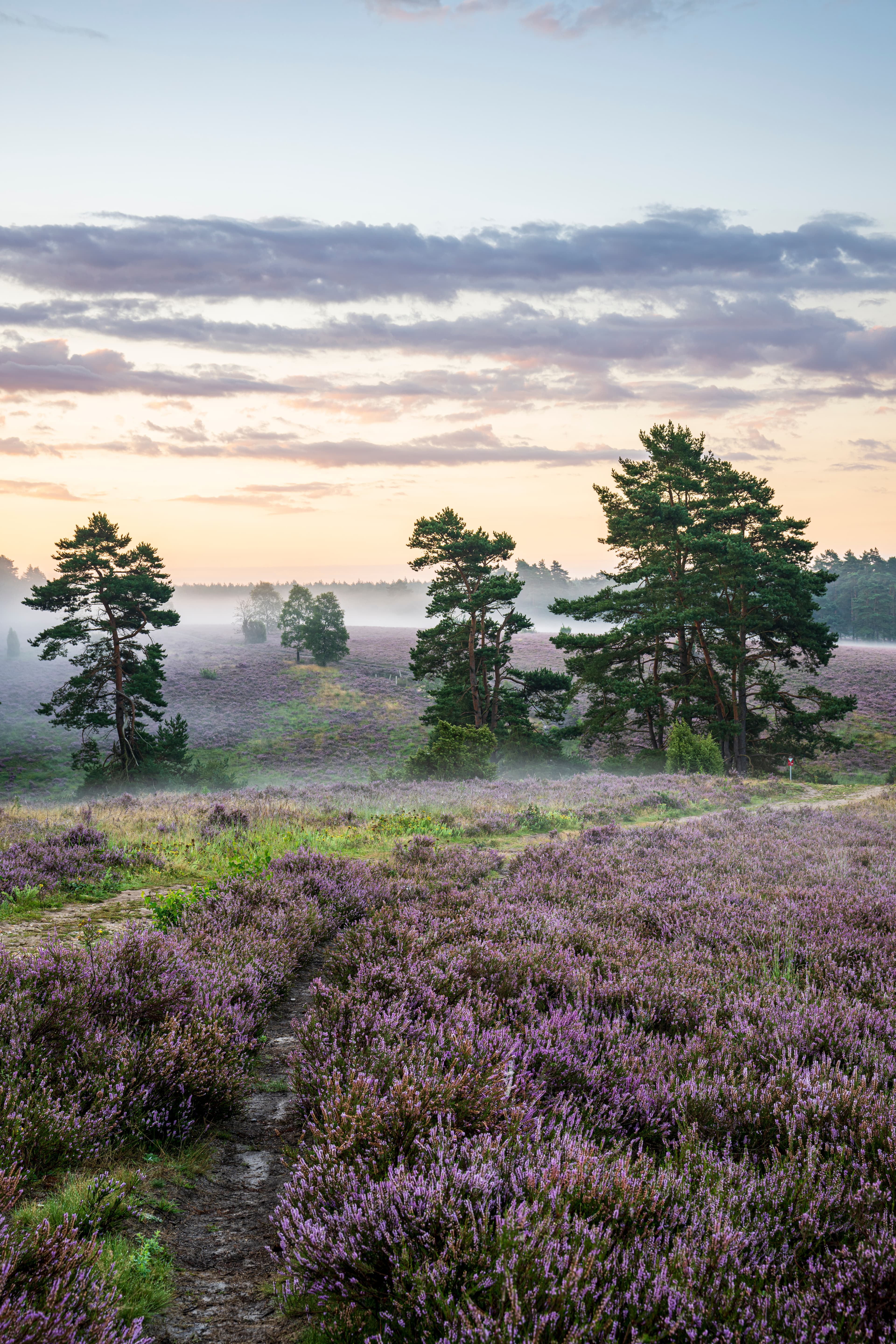 Das Heidepanorama mit allen Sinnen erleben mit Petra Kloss