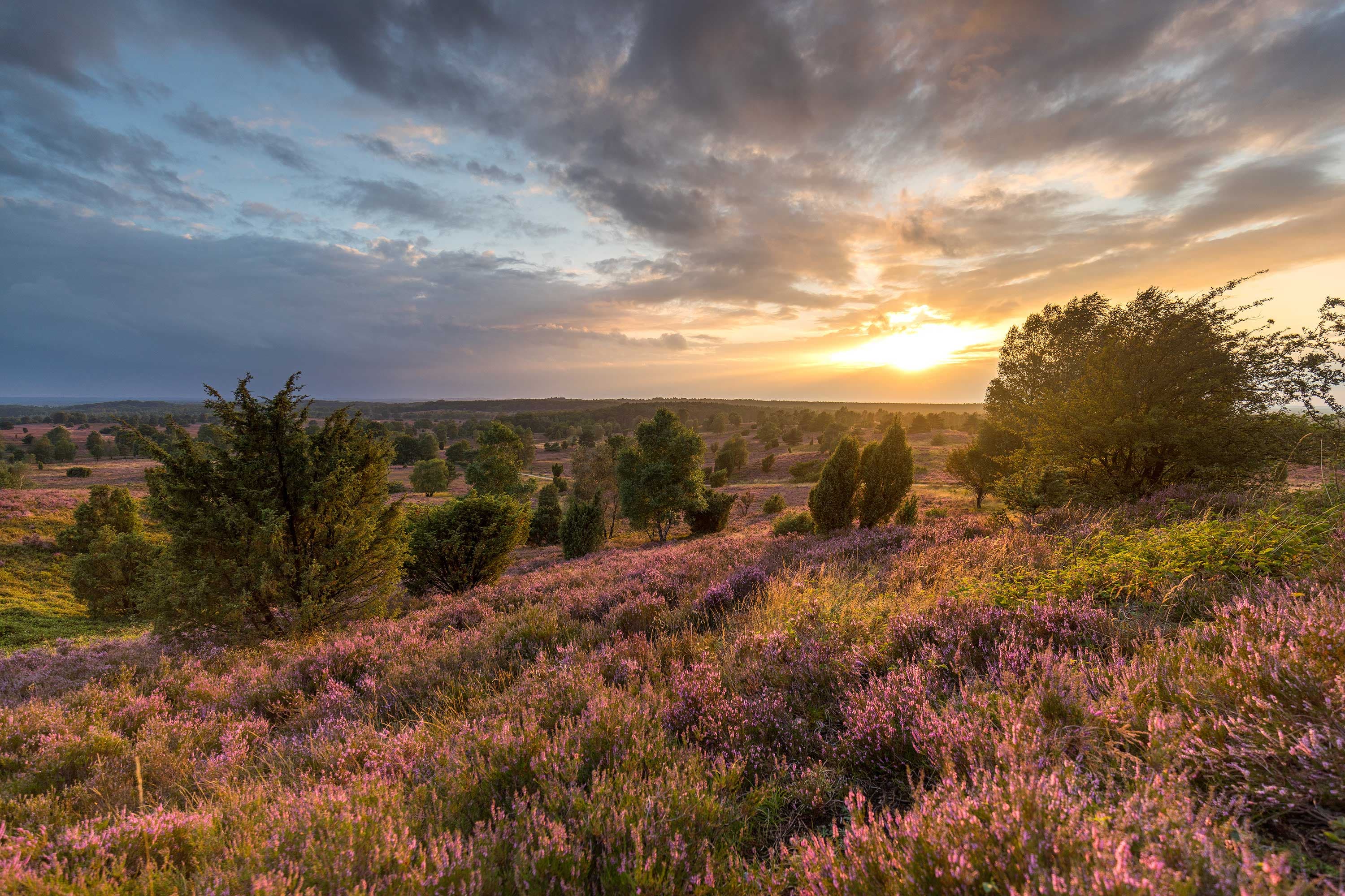 Blühende Heidelandschaft am Wilseder Berg während der Heideblüte in der Lüneburger Heide im Spätsommer