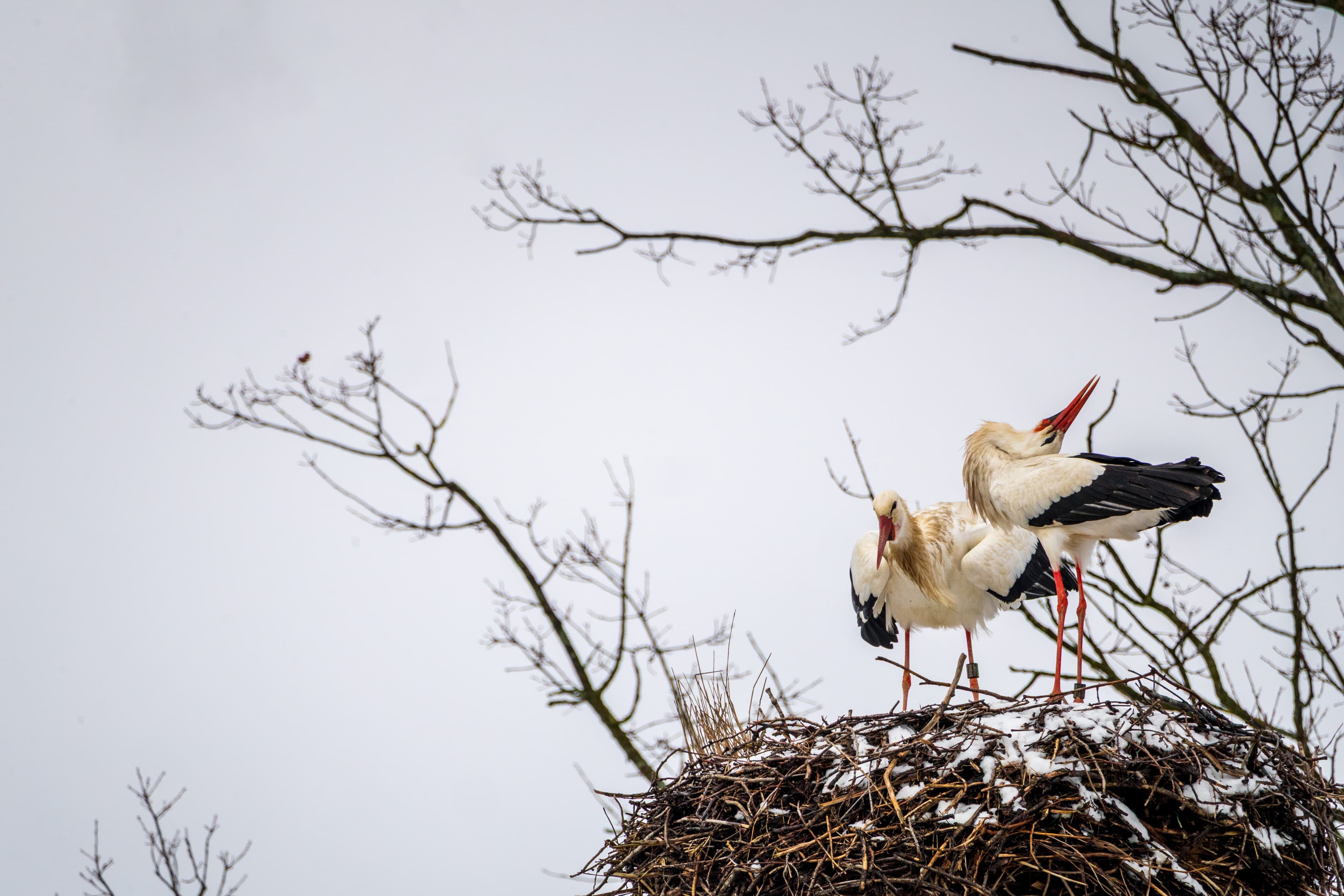 Zwei Störche leben im Nest in Hornbostel