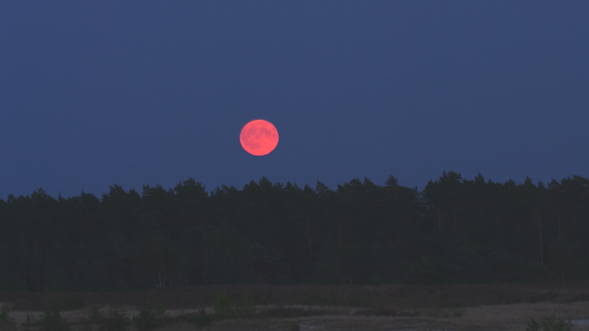 Roter Vollmond über dunklem Waldsaum am Heidschnuckenweg.