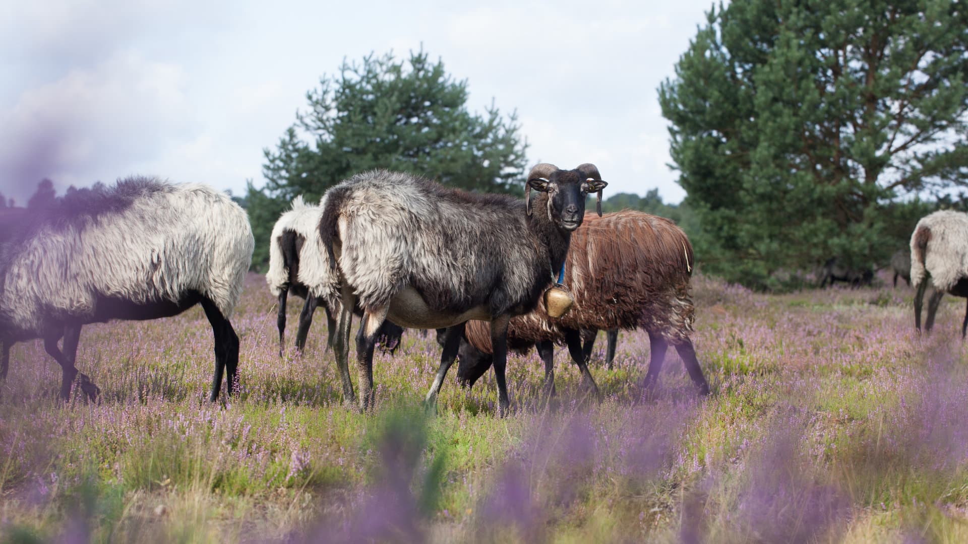 Graue Heidschnucken weiden in violetter Heideblüte vor grünen Bäumen in Bispingen.