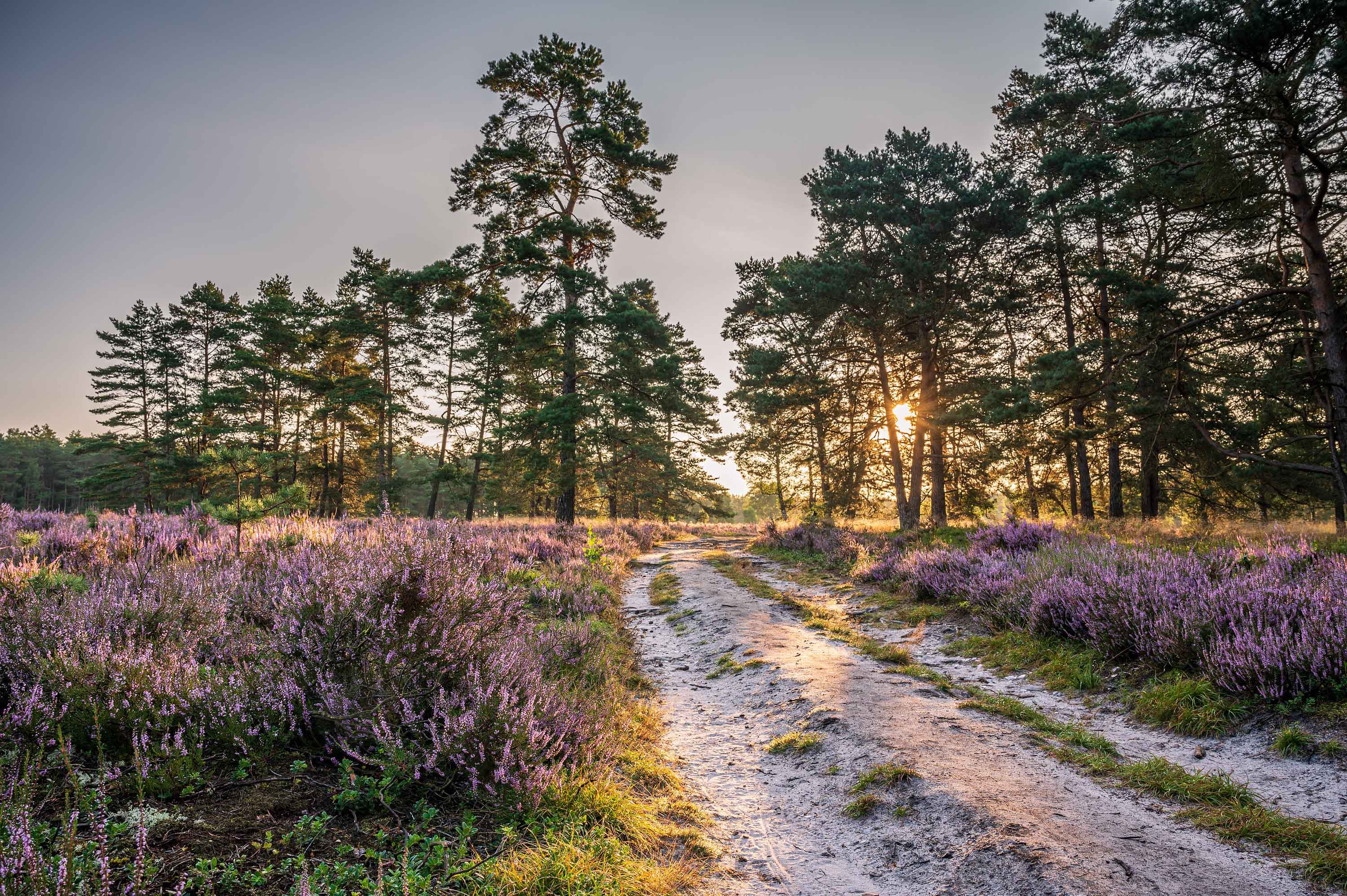 Sandiger Wanderweg durch violett blühende Heide in der Misselhorner Heide bei Hermannsburg.