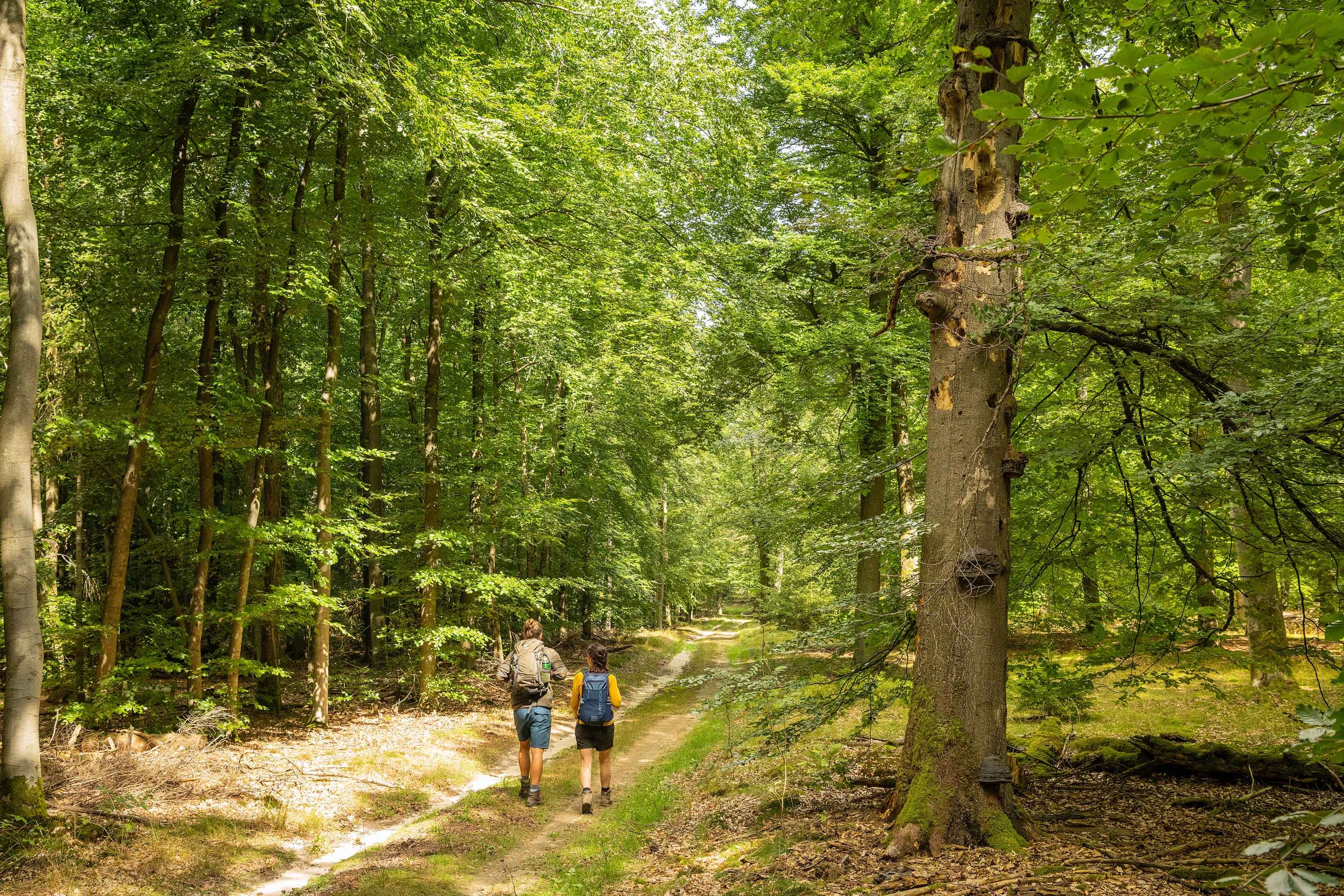Alter Buchenwald im Luesswald bei Unterluess im Naturpark Suedheide.