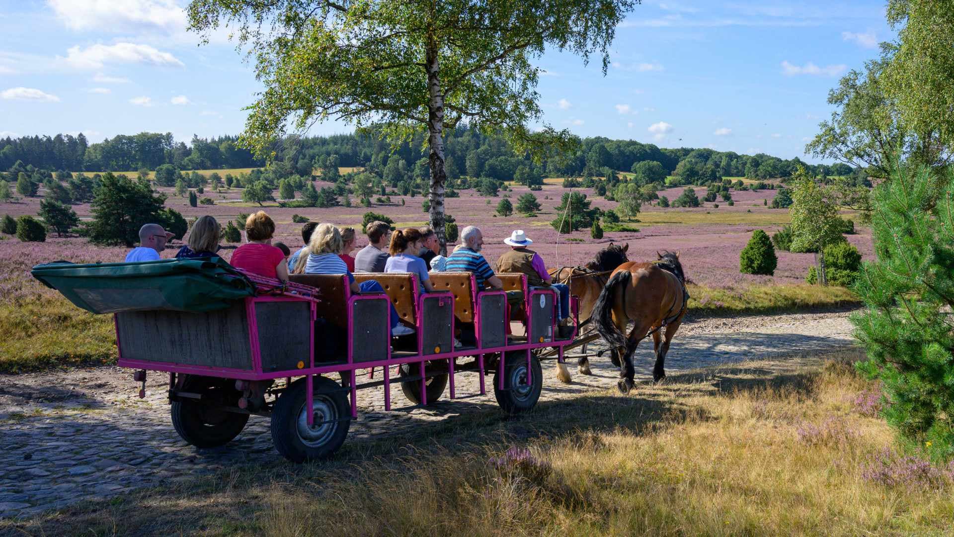 Kutsche mit Urlaubern fährt auf Kopfsteinpflaster durch die blühende Lüneburger Heide.