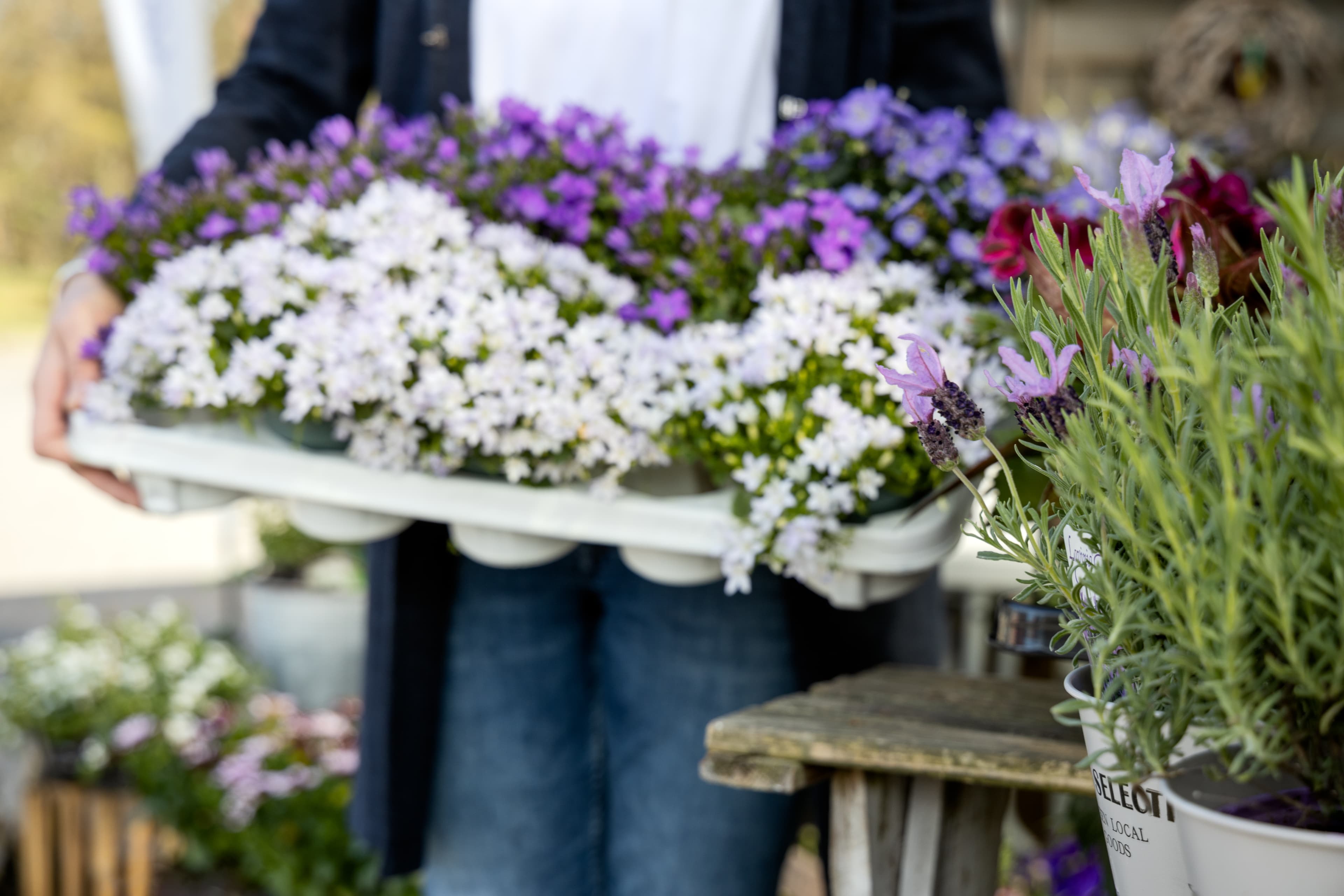 Pflanzen, Kräuter und Blumen