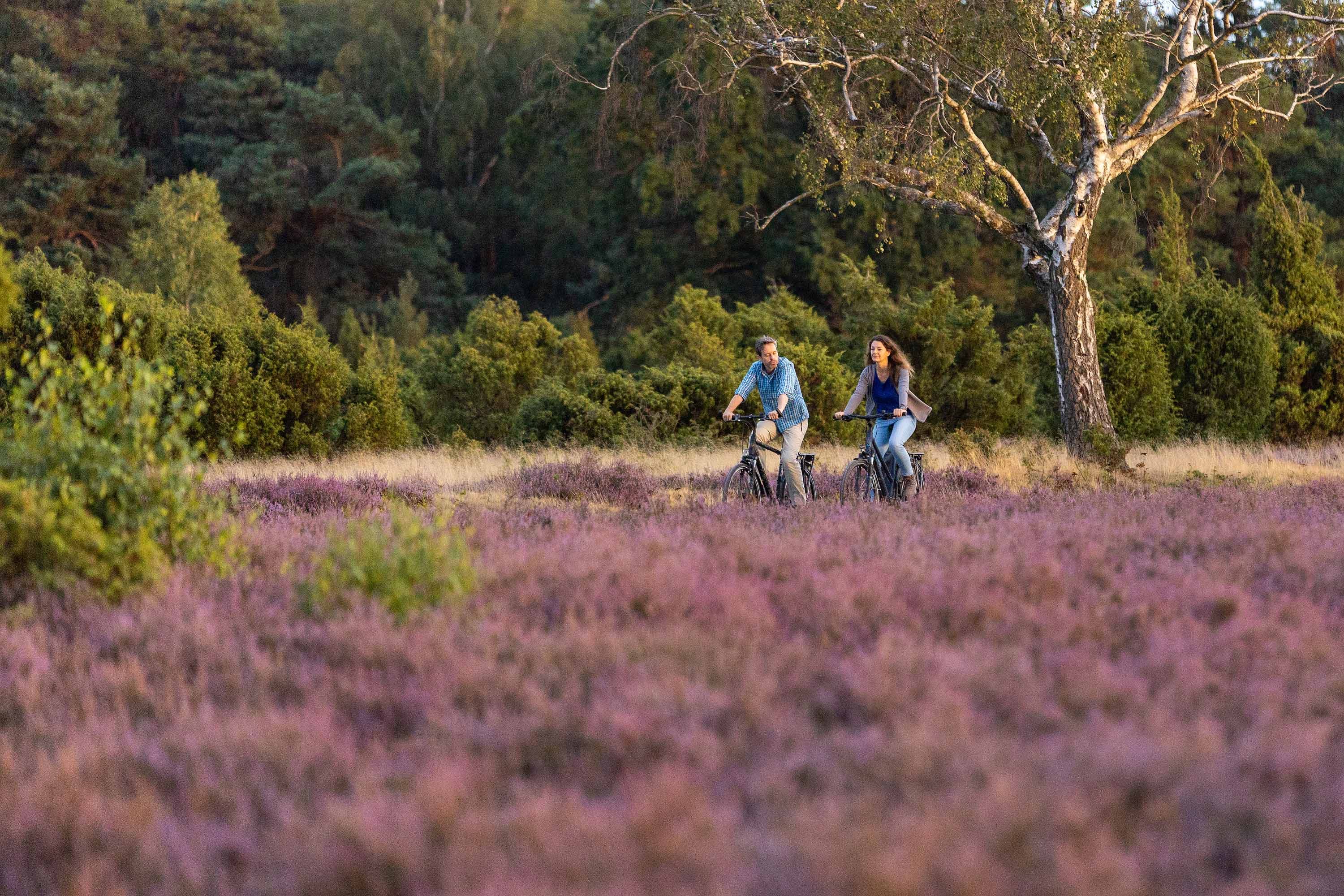 Zwei Radfahrer fahren durch bluehende Heide im Wacholderwald bei Schmarbeck in der Suedheide