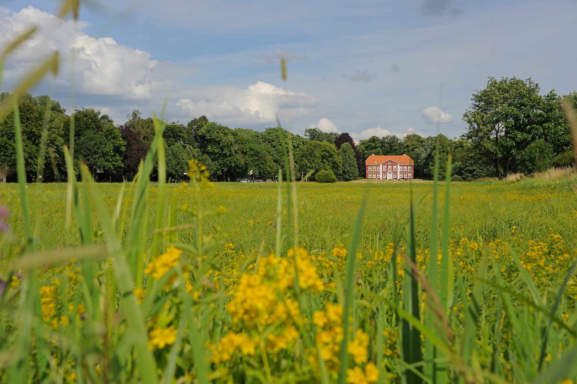Sommerlicher Blick über die blühenden Dammaschwiesen in Celle mit gelben Wildblumen und Thaer’s Villa im Hintergrund, umgeben von sattgrünen Bäumen und blauem Himmel.