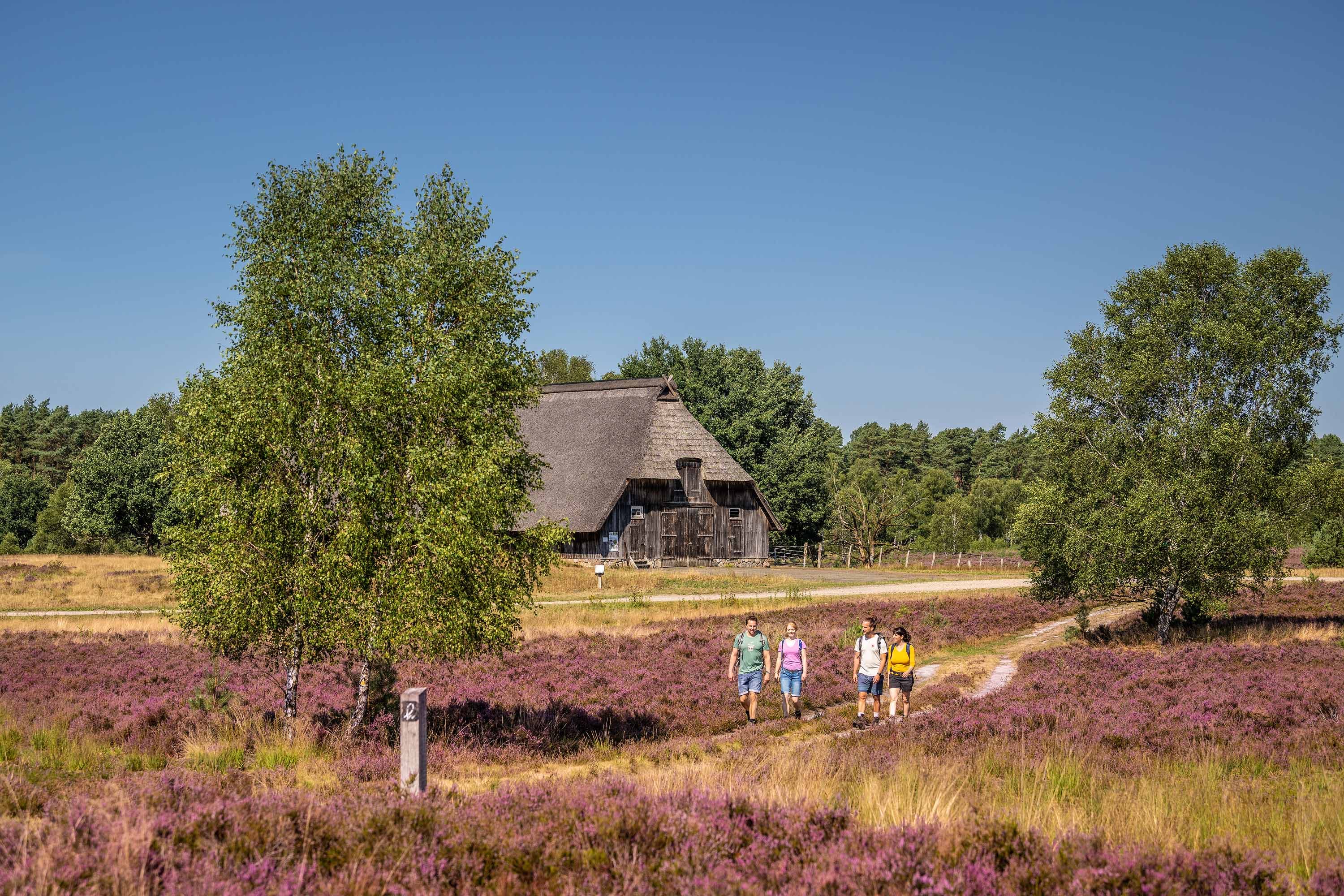 Wandergruppe auf einem Glückspfad durch die blühende Heide am Schafstall