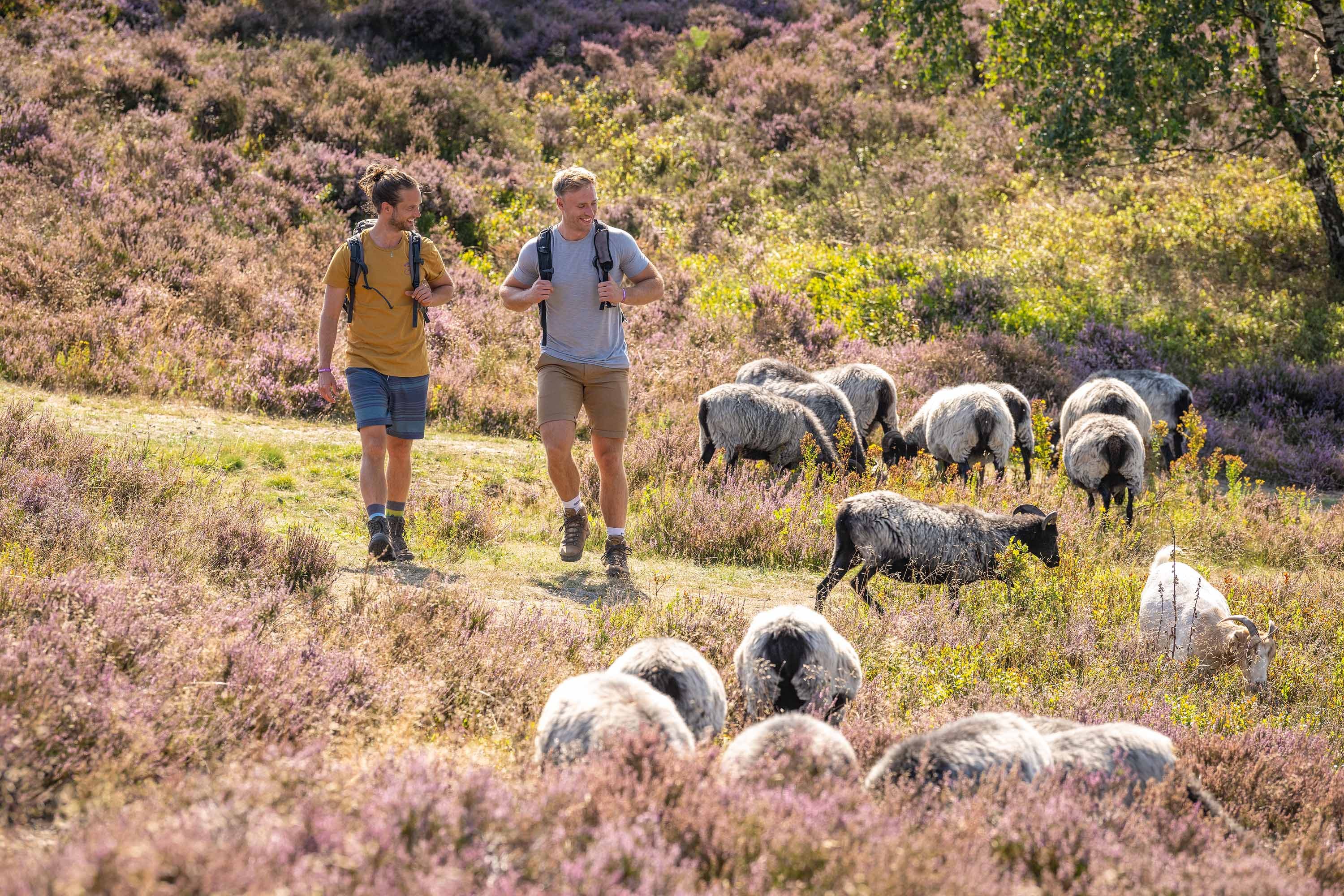 Heischnuckenbegegnung auf einer geführten Wanderung