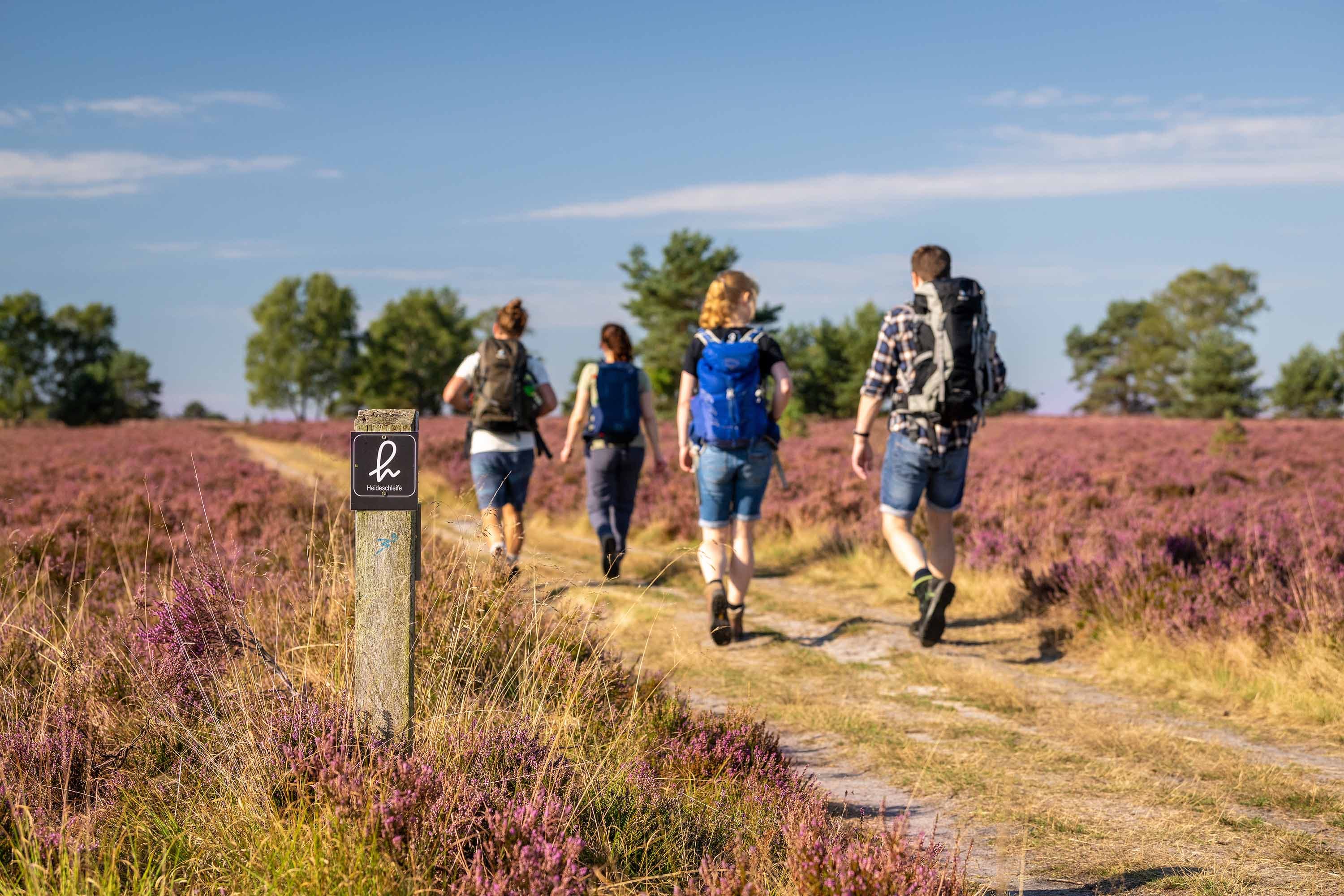 Wandergruppe auf einer geführten Tour durch blühende Heideflächen