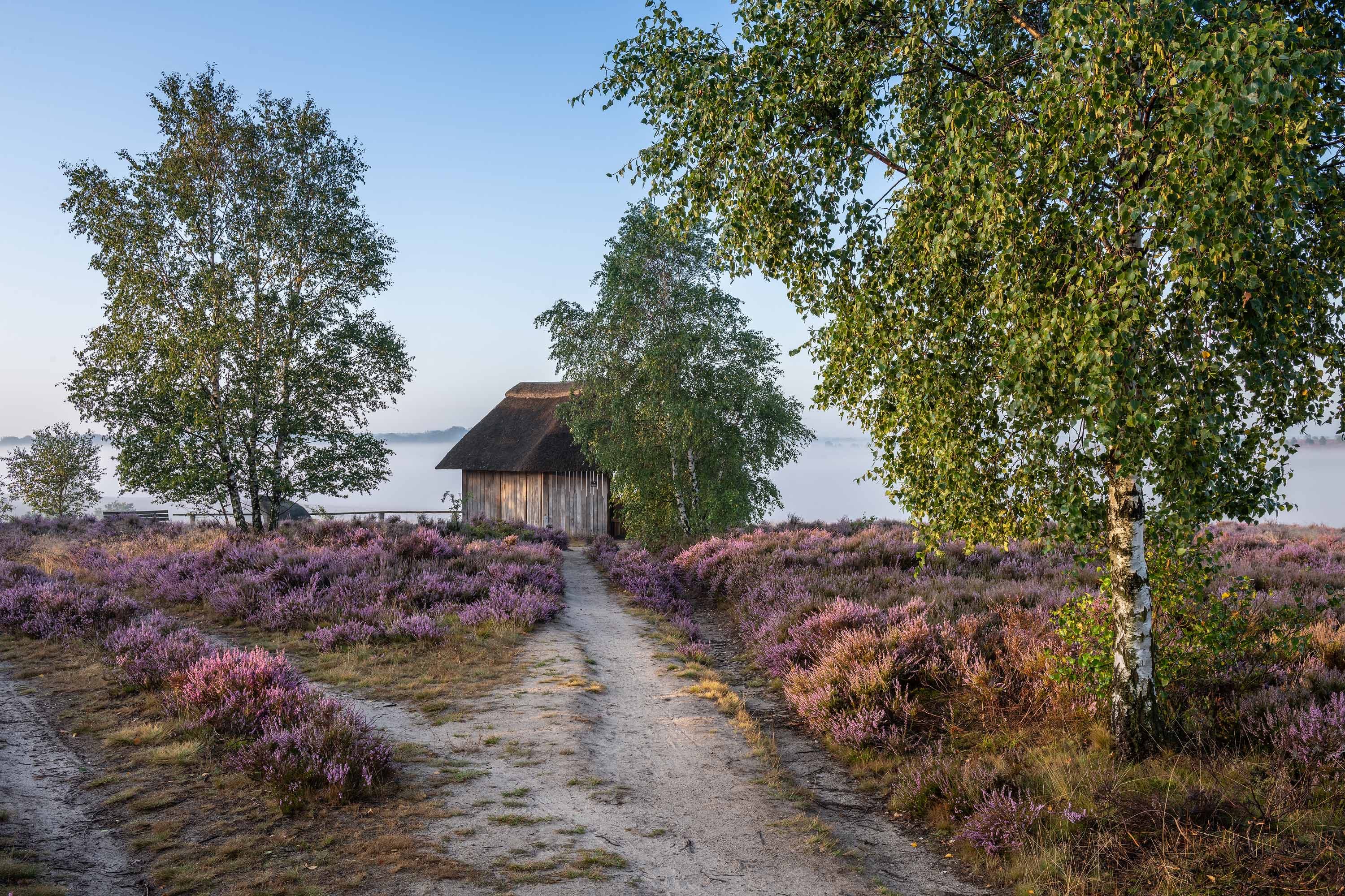 Heideweg durch ein Naturschutzgebiet bei den Lüneburger Heide Wandertagen
