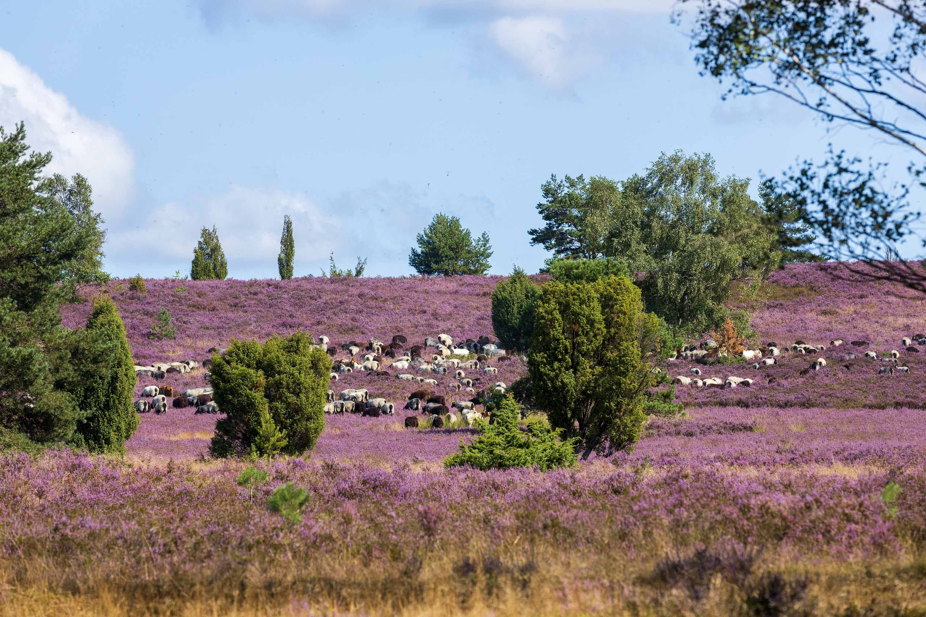 Wilseder Berg bei den Wandertagen