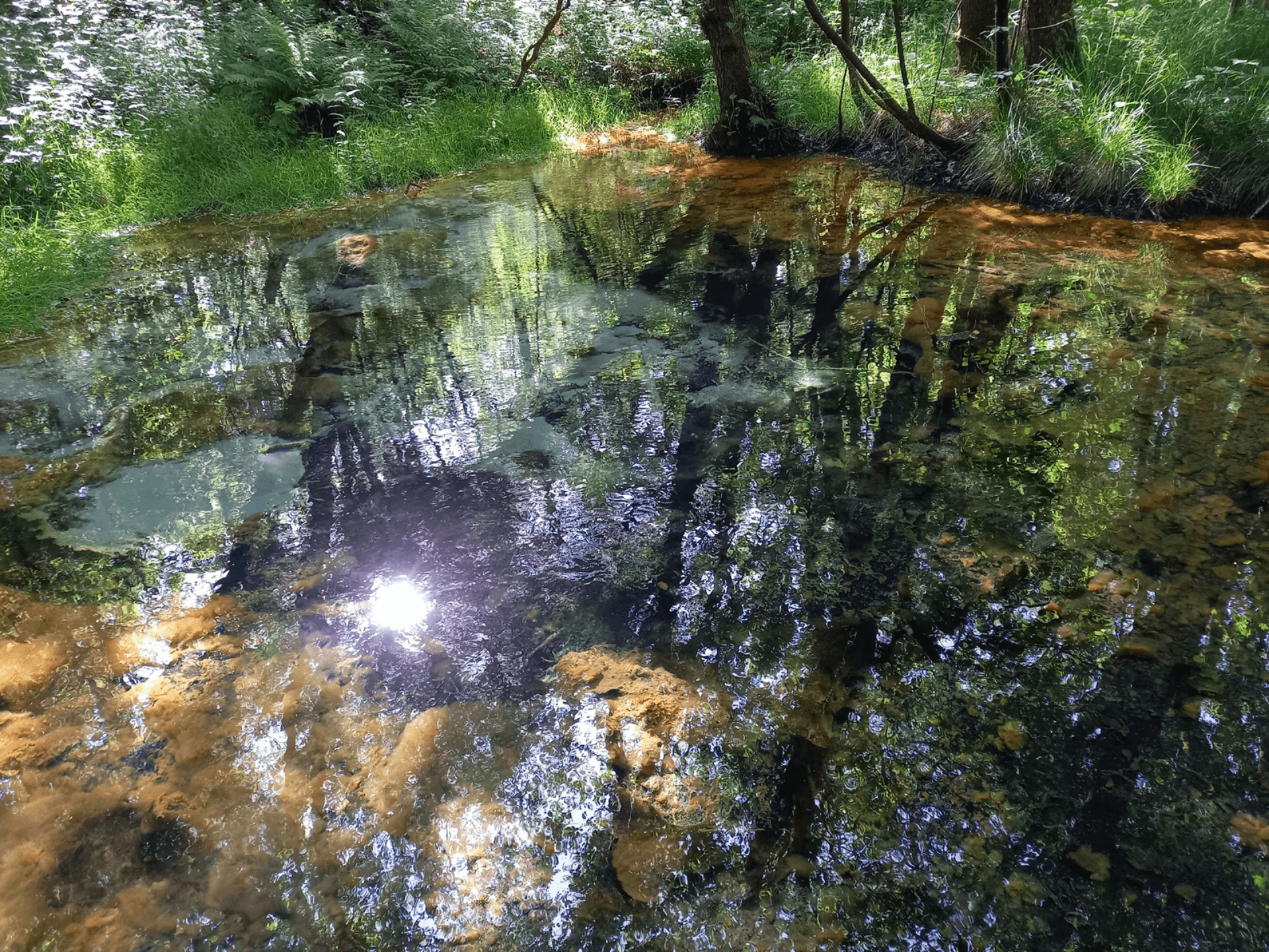 Spiegelungen von Bäumen und Sonnenlicht im klaren Wasser der Schwindequelle in einem Waldstück.
