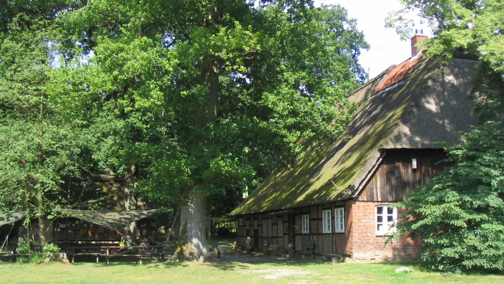Ein Fachwerkhaus mit moosbewachsenem Reetdach unter Bäumen im Walderlebnis Ehrhorn.