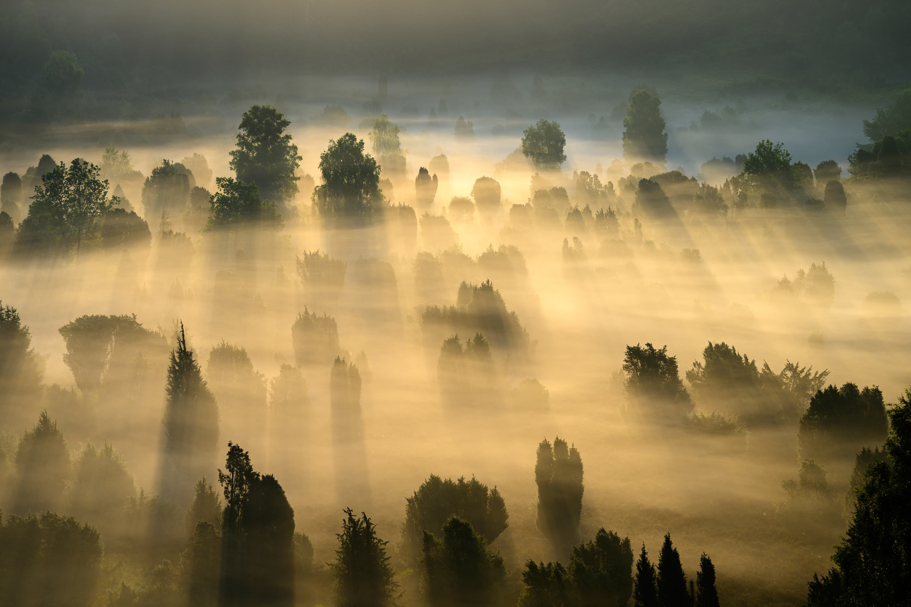 Sonnenstrahlen durchbrechen den Morgennebel über den Baumwipfeln in der Lüneburger Heide.