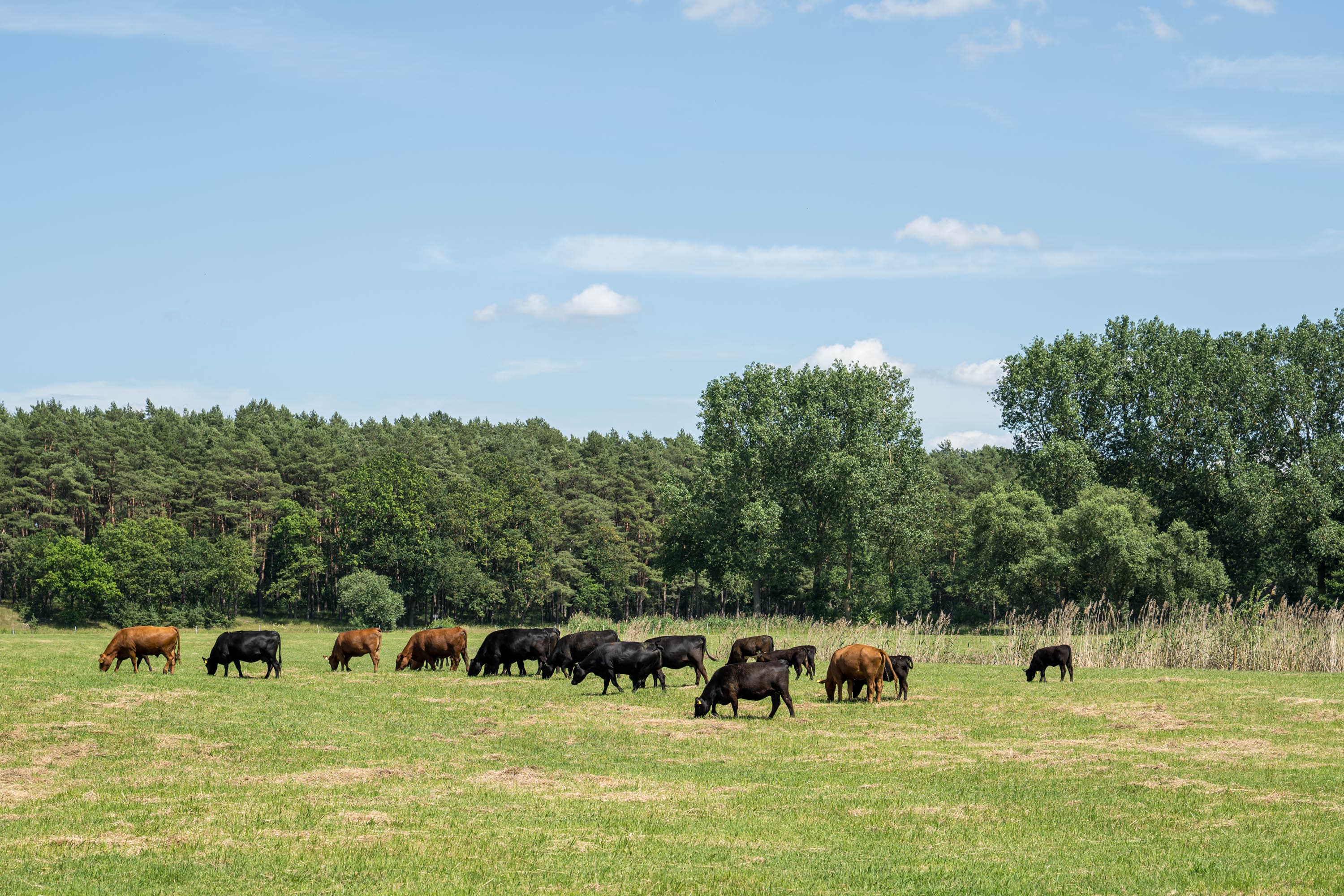 Rinder grasen auf einer weiten Wiese am Aller-Radweg vor Wald und blauem Himmel