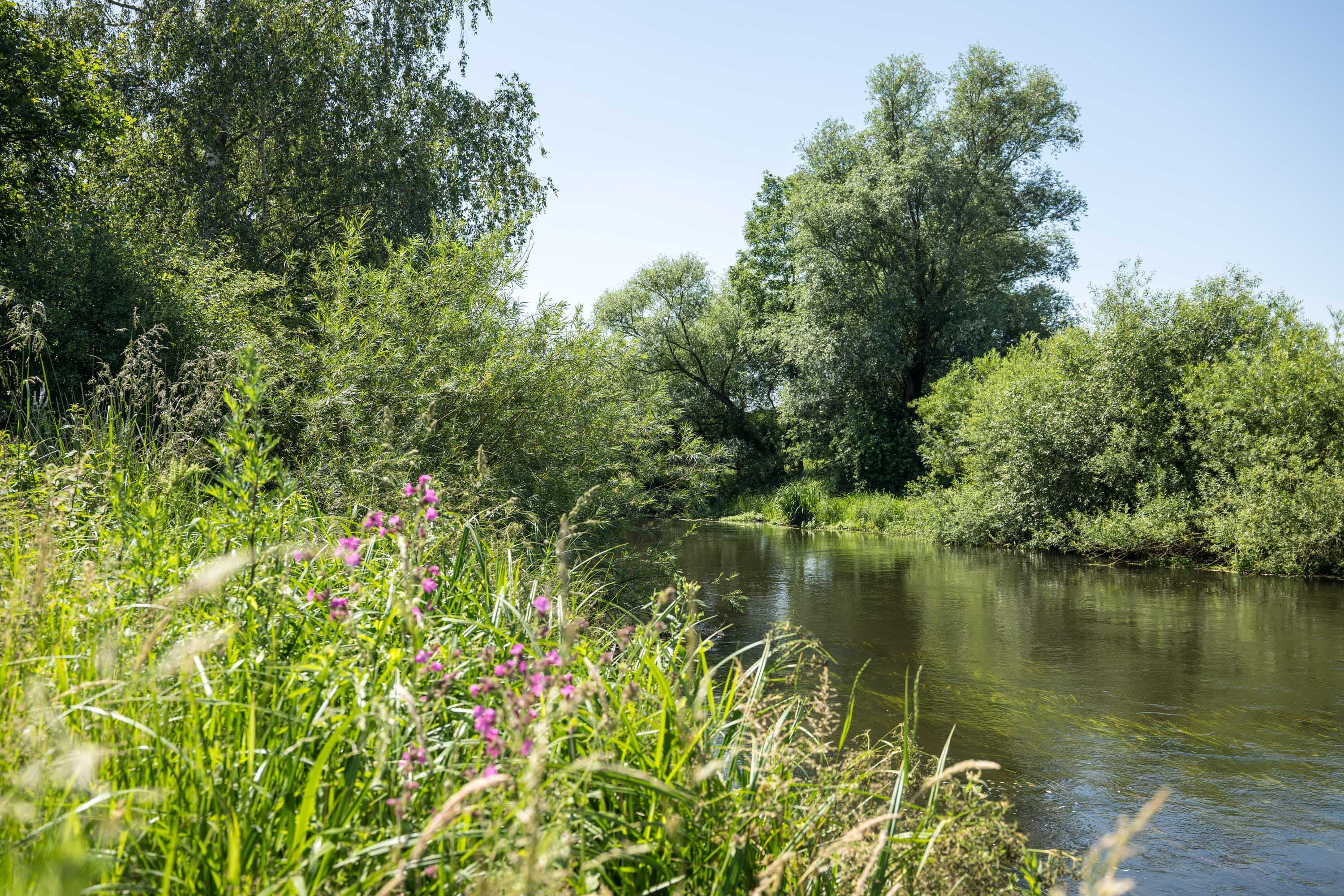 Grünes Allerufer bei Osterloh mit Schilf, Wildblumen und ruhigem Flusslauf