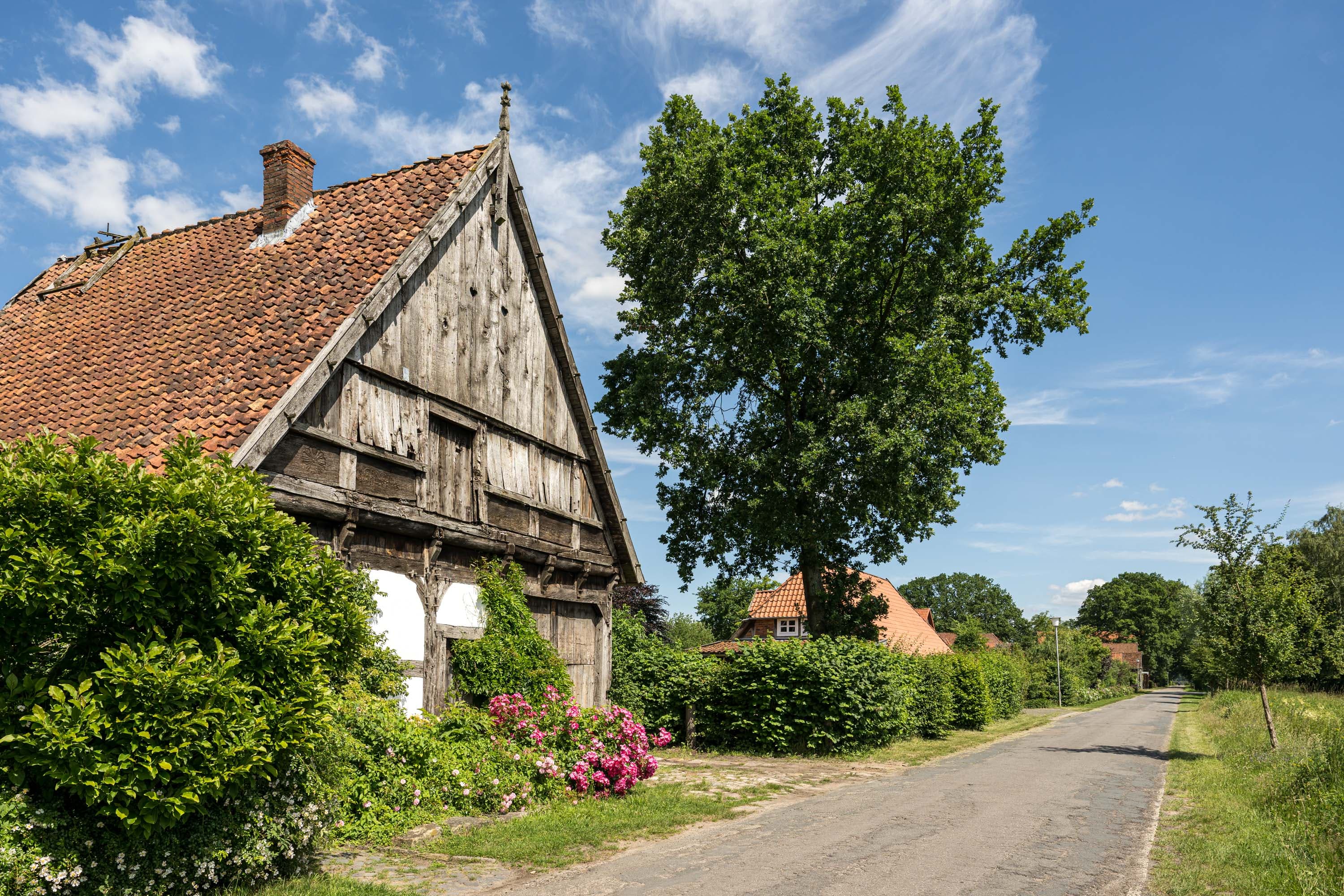 Aller-Radweg an alten Fachwerkhäusern mit rotem Ziegeldach und großem Baum