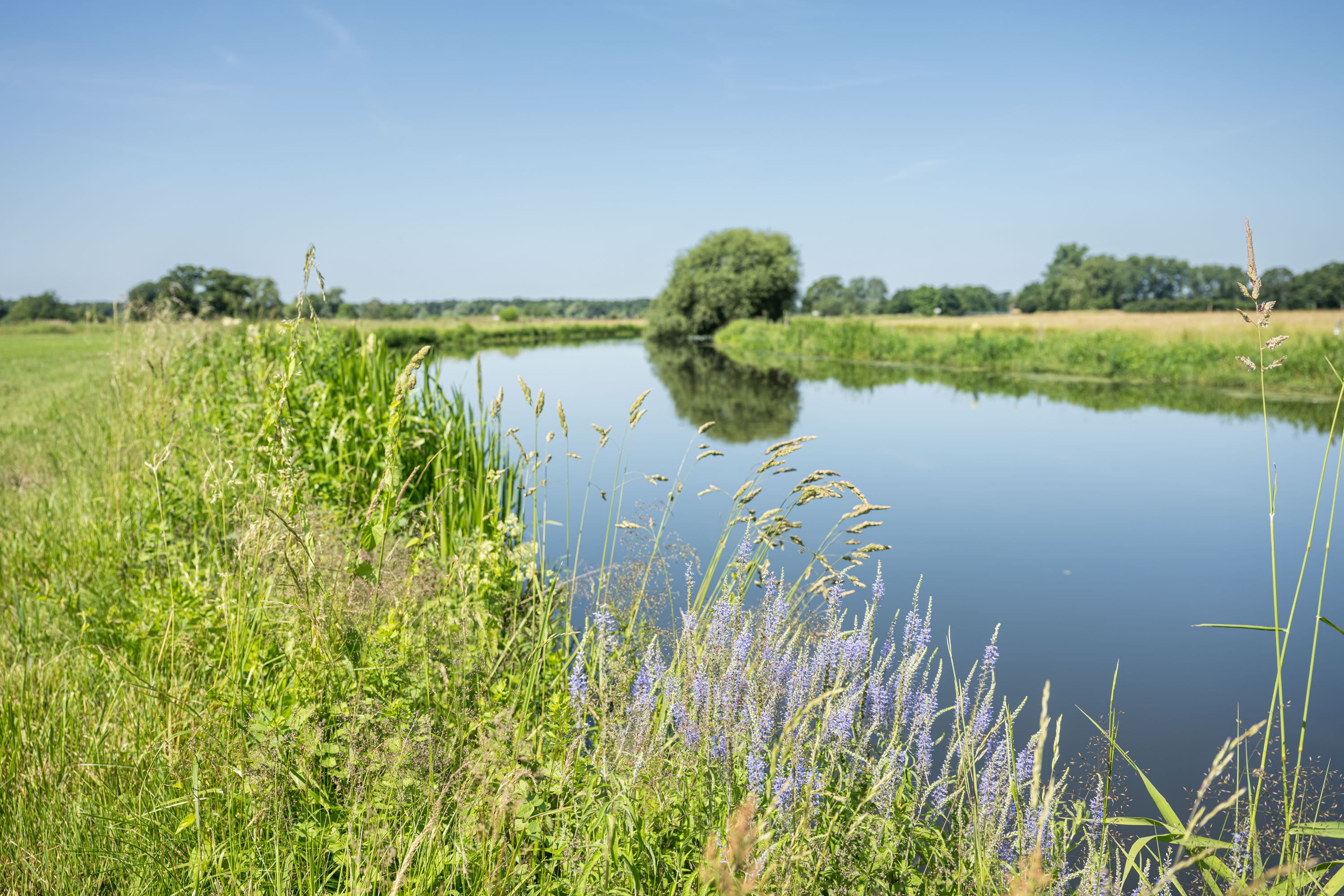 Blick über die ruhige Aller mit Ufergräsern, Wiesen und Bäumen bei Osterlohe