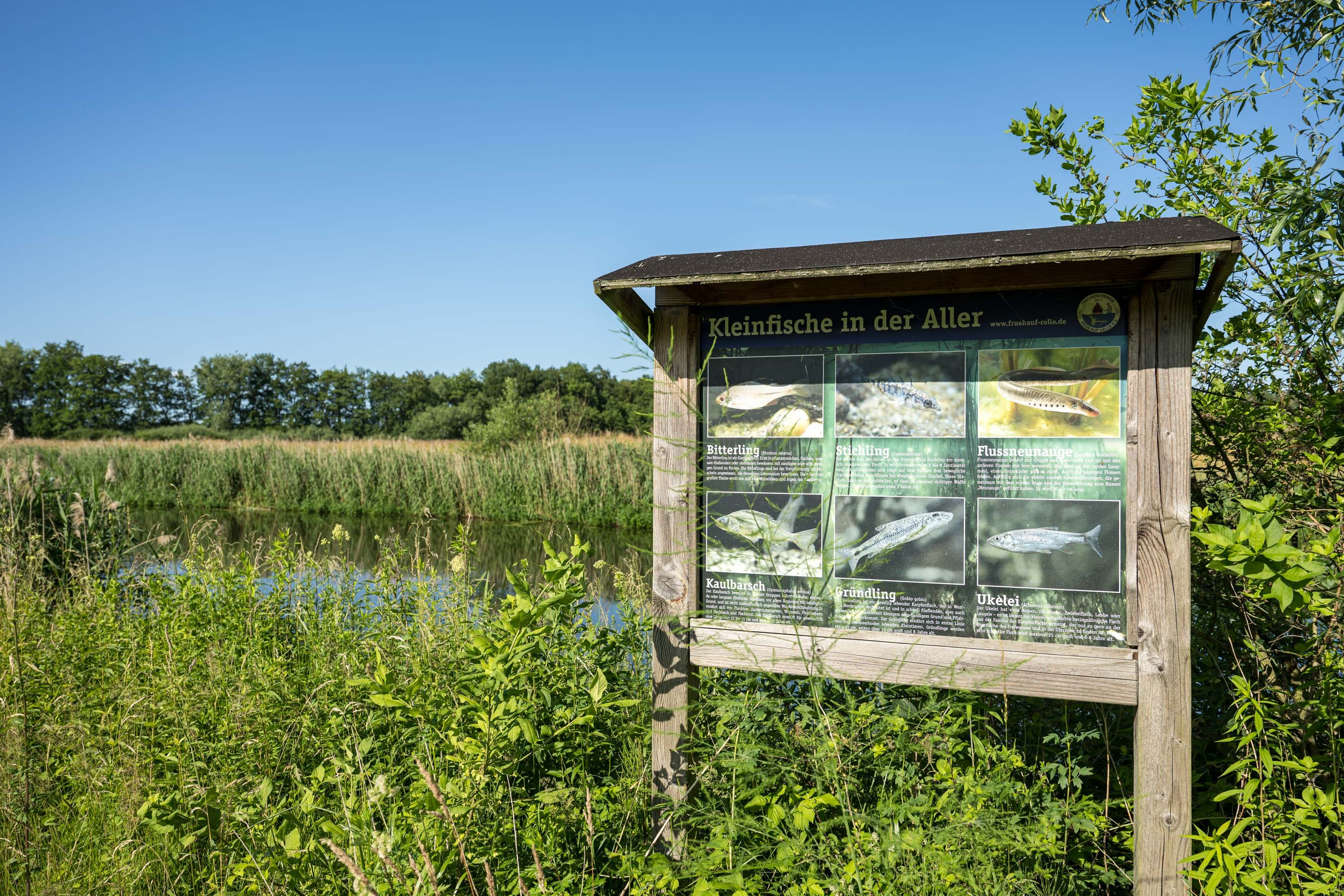 Infotafel zu Kleinfischen an der Aller, umgeben von Schilf, Wasser und Ufergrün