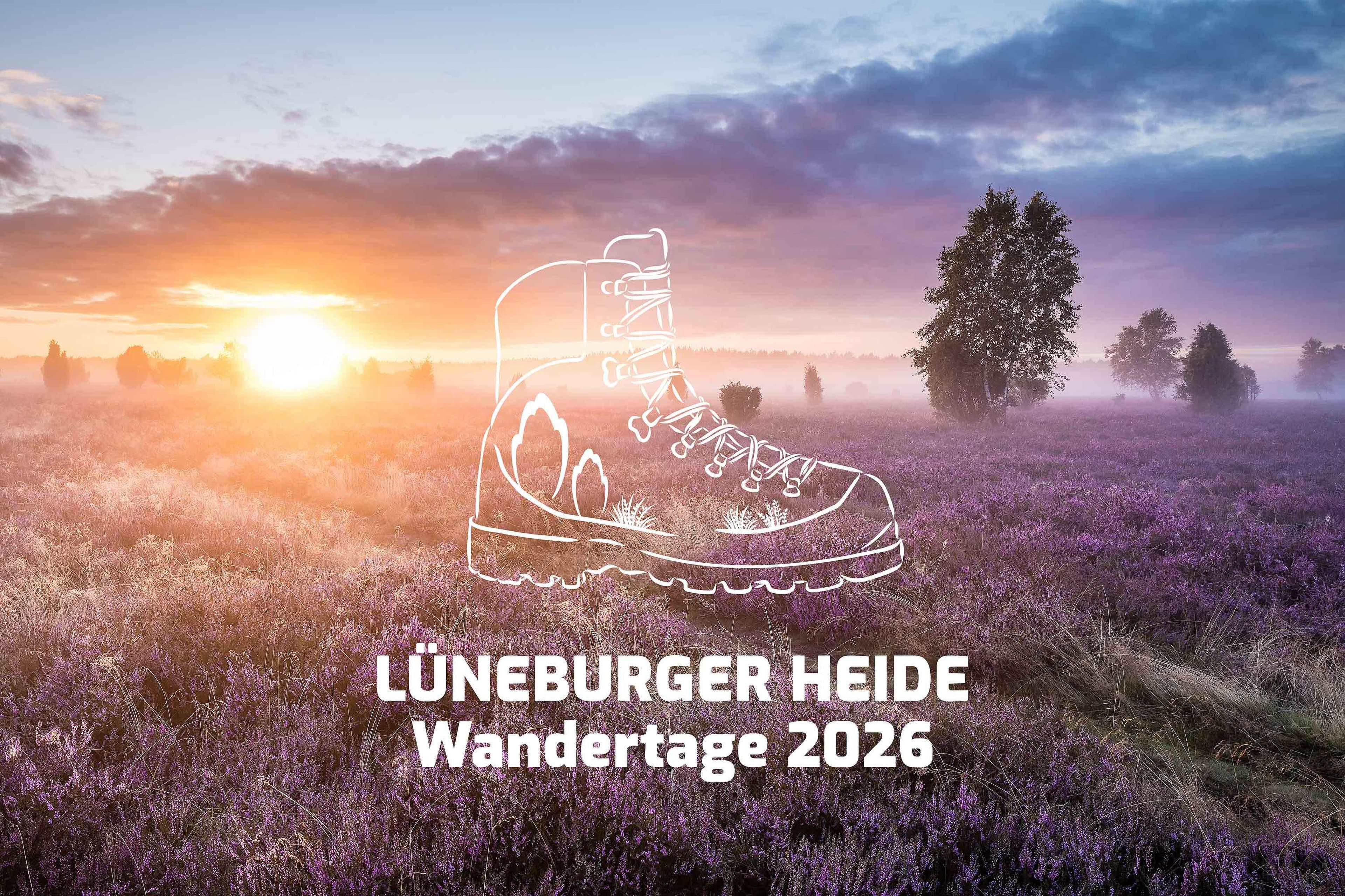 eine blühende heidefläche bei sonnenuntergang mit wacholder im hintergrund und vorne eine skizze eines wanderschuhs