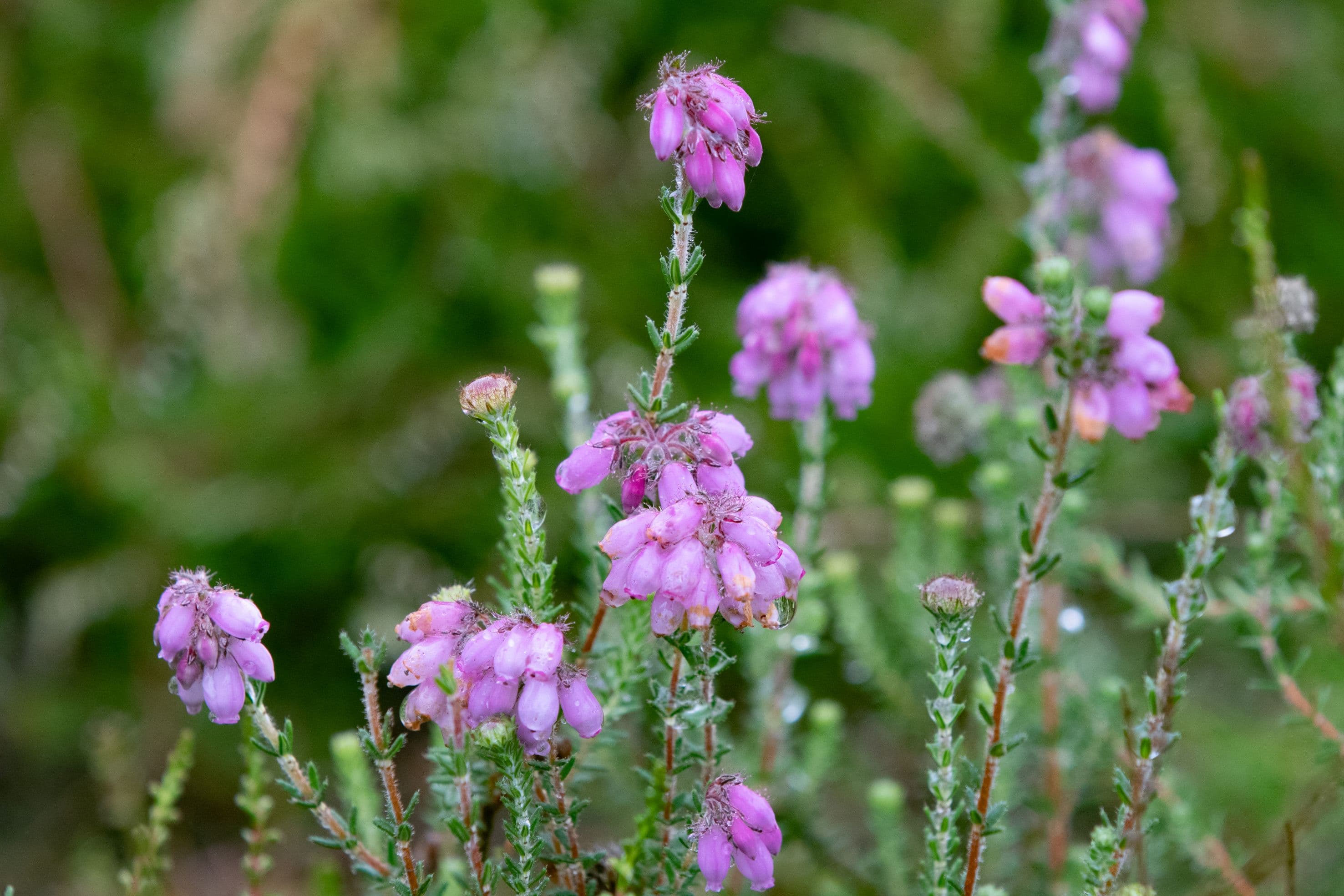 lilafarbene blüten der glockenheide in nahaufnahme