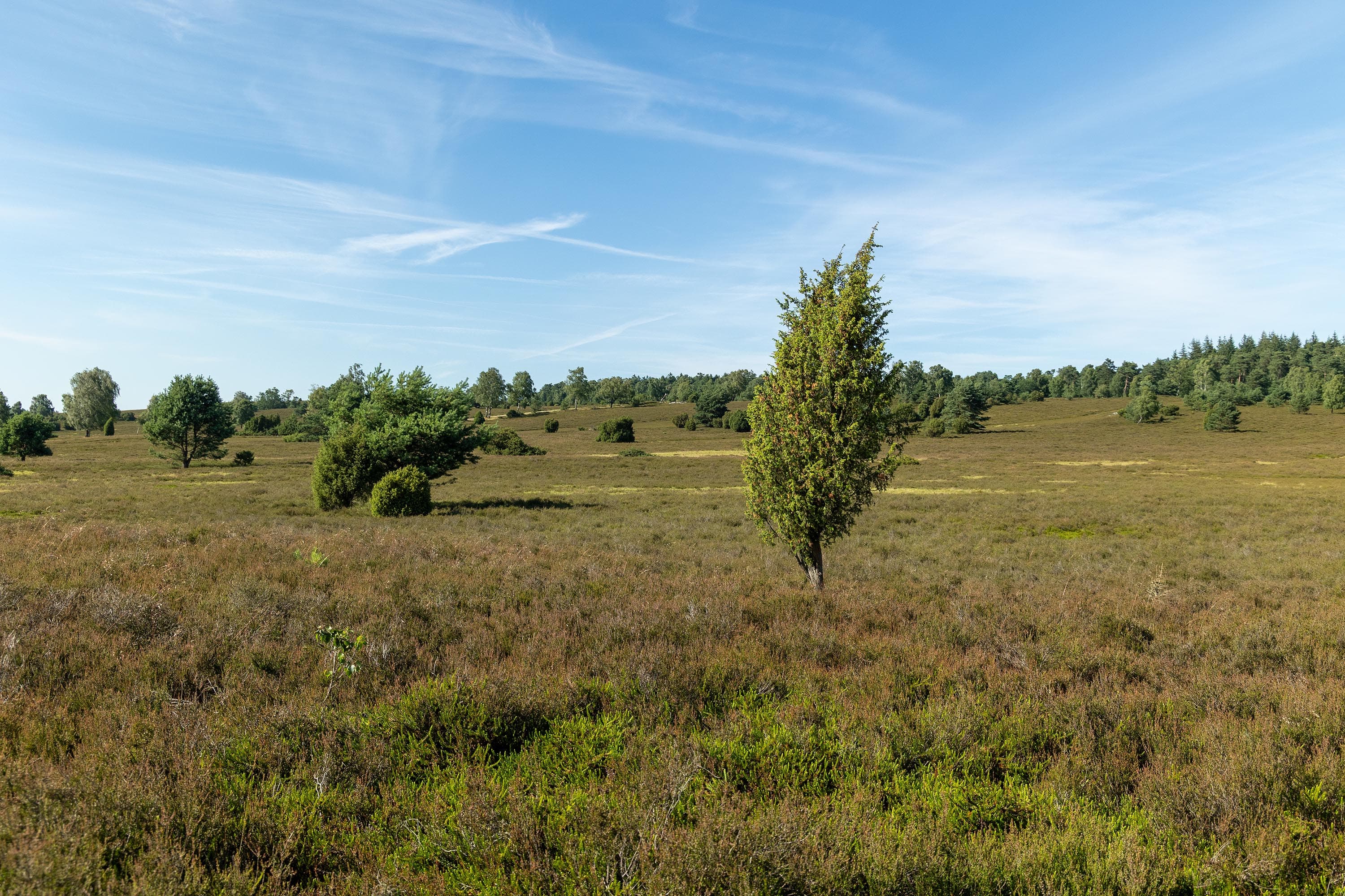 Stand der Heideblüte in der Oberhaverbecker Heide