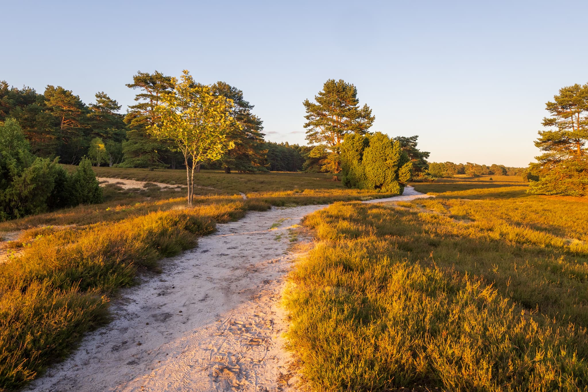 Stand der Heideblüte in der Misselhorner Heide