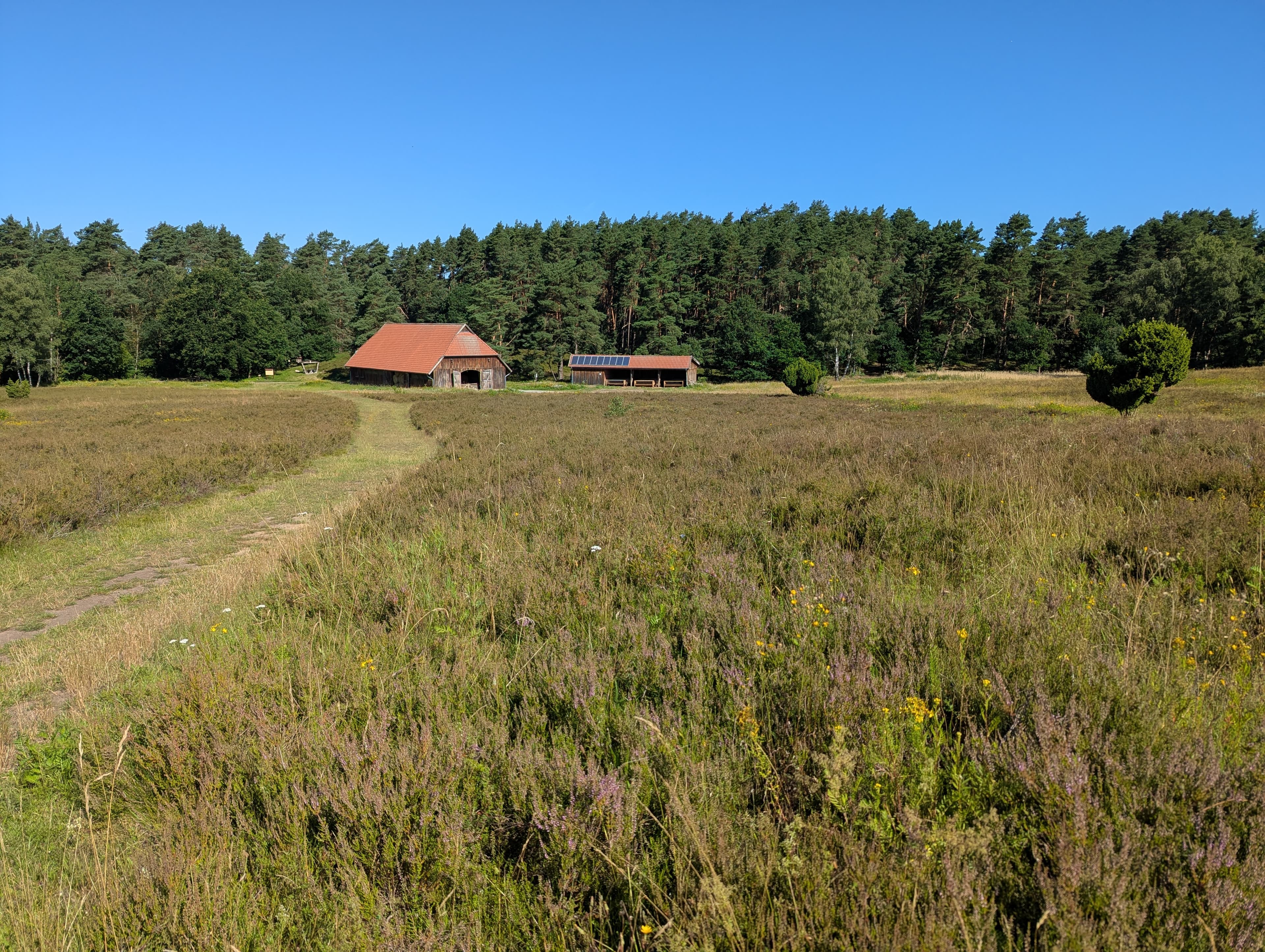 Stand der Heideblüte in der Kronsbergheide