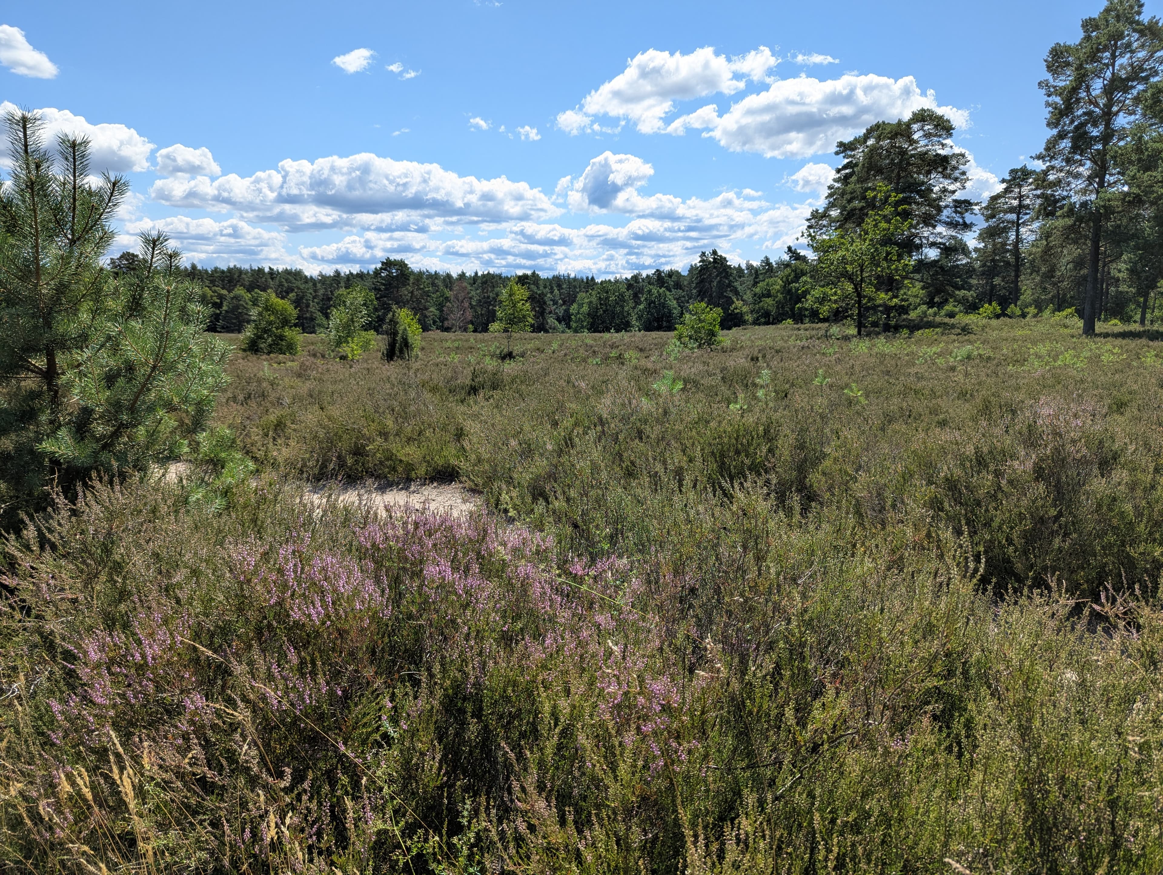 Stand der Heideblüte in der Schwindebecker Heide