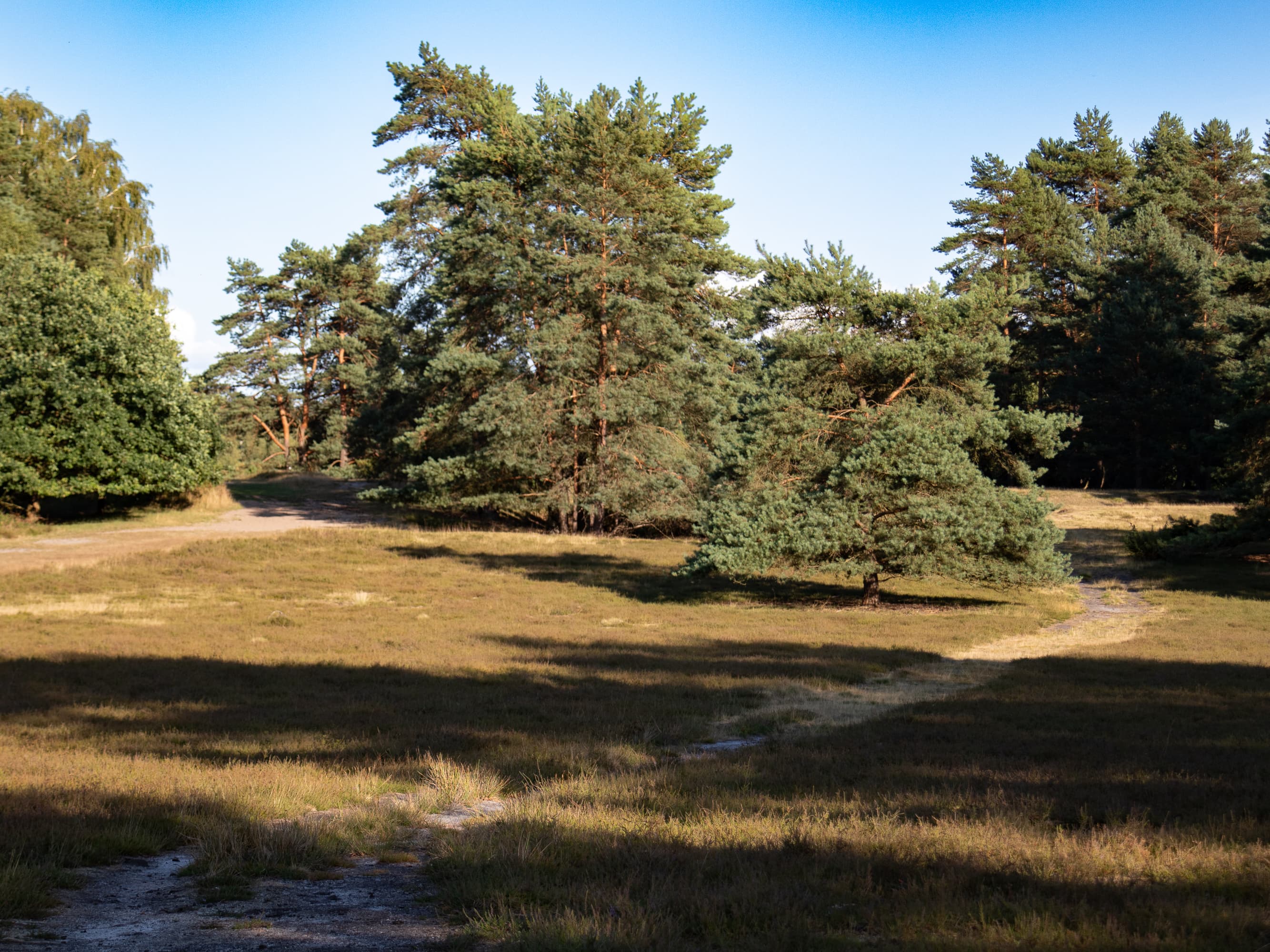 Stand der Heideblüte Misselhorner Heide 21.07.2026