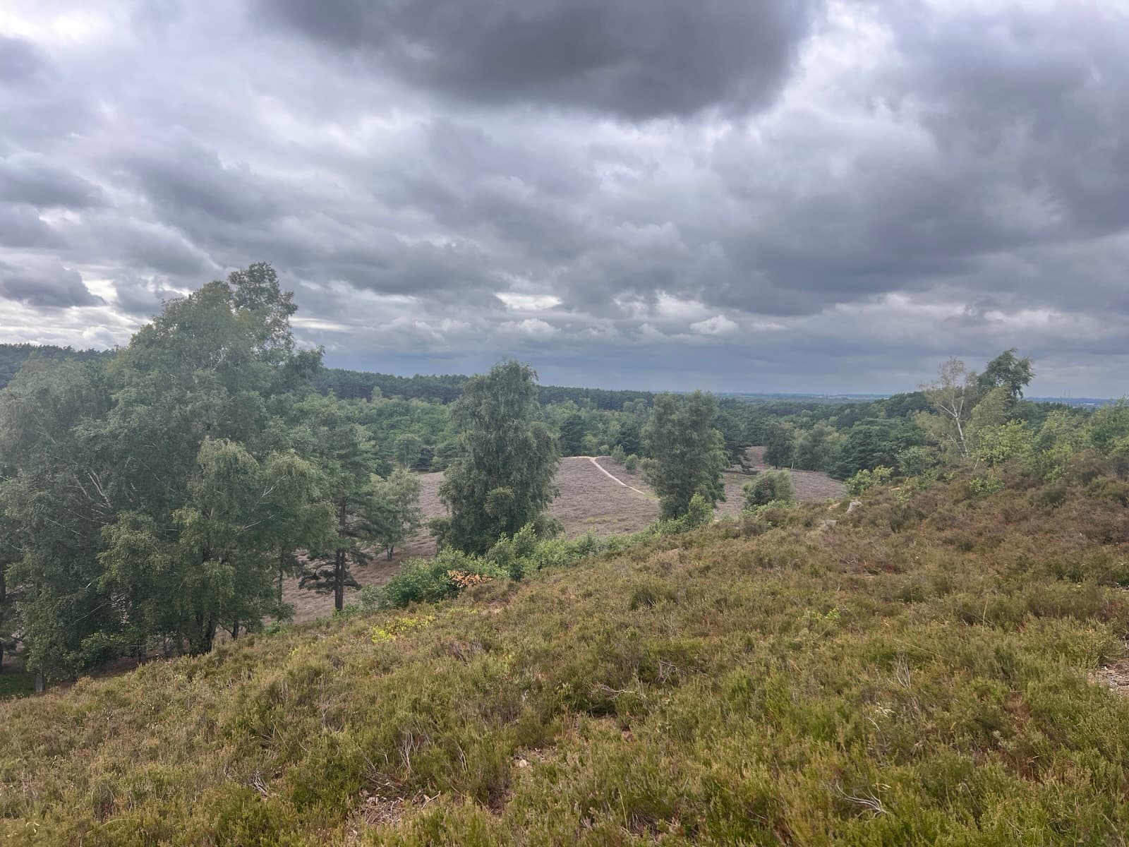 Stand der Heideblüte in der Fischbeker Heide