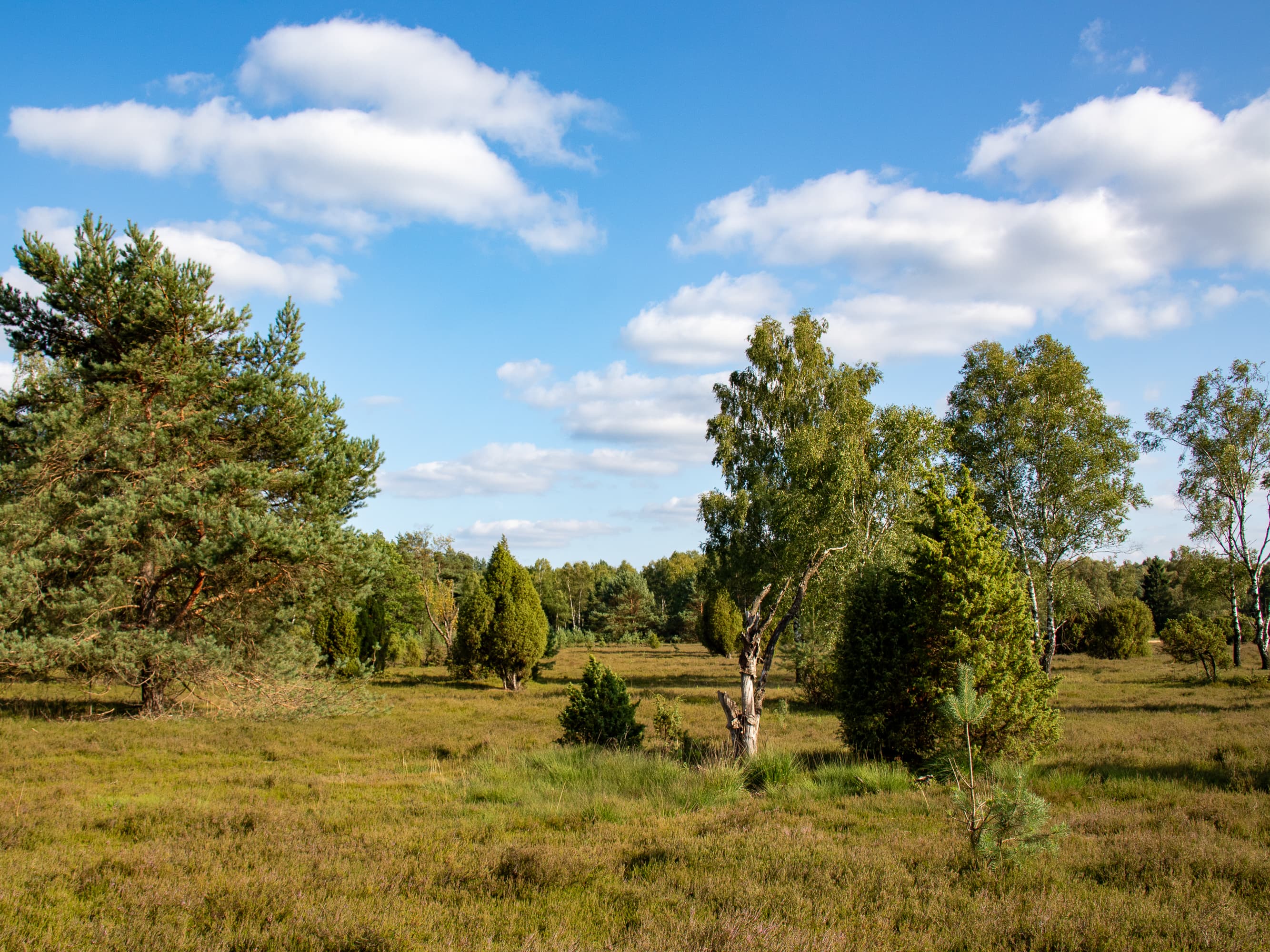 Stand der Heideblüte Oberoher Heide 23.07.2026