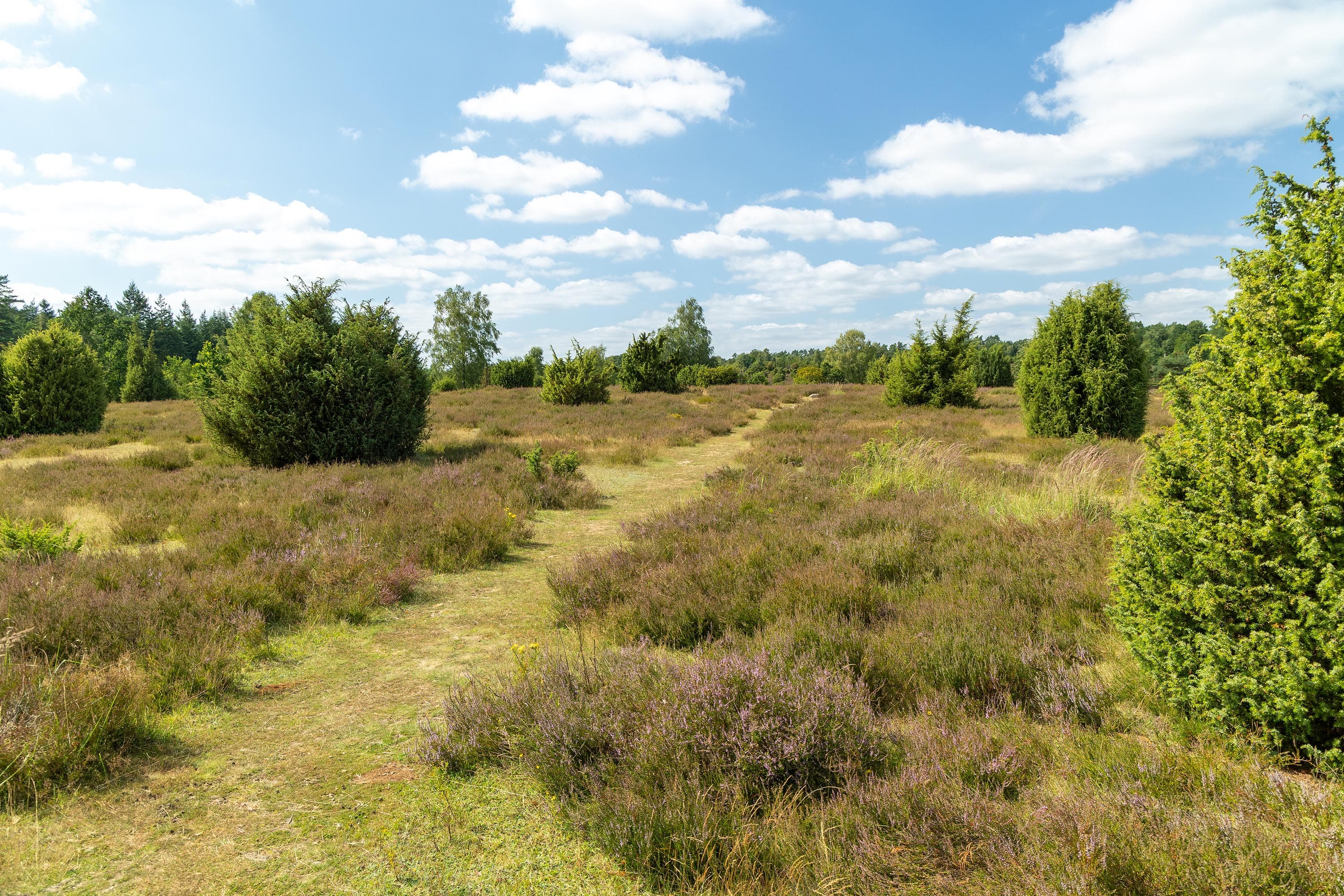 Stand der Heideblüte in der Ellerndorfer Wacholderheide
