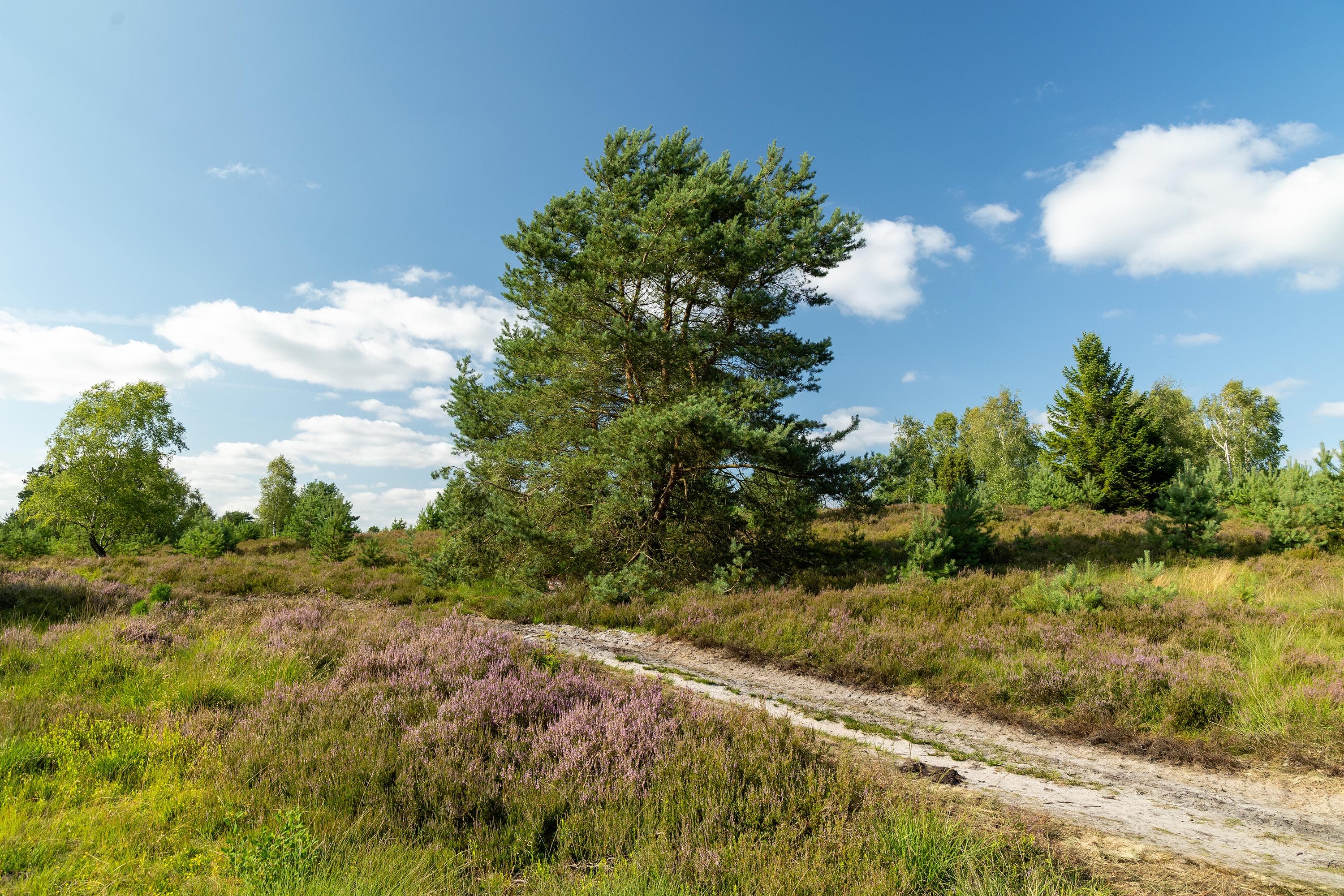 Stand der Heideblüte in der Weseler Heide