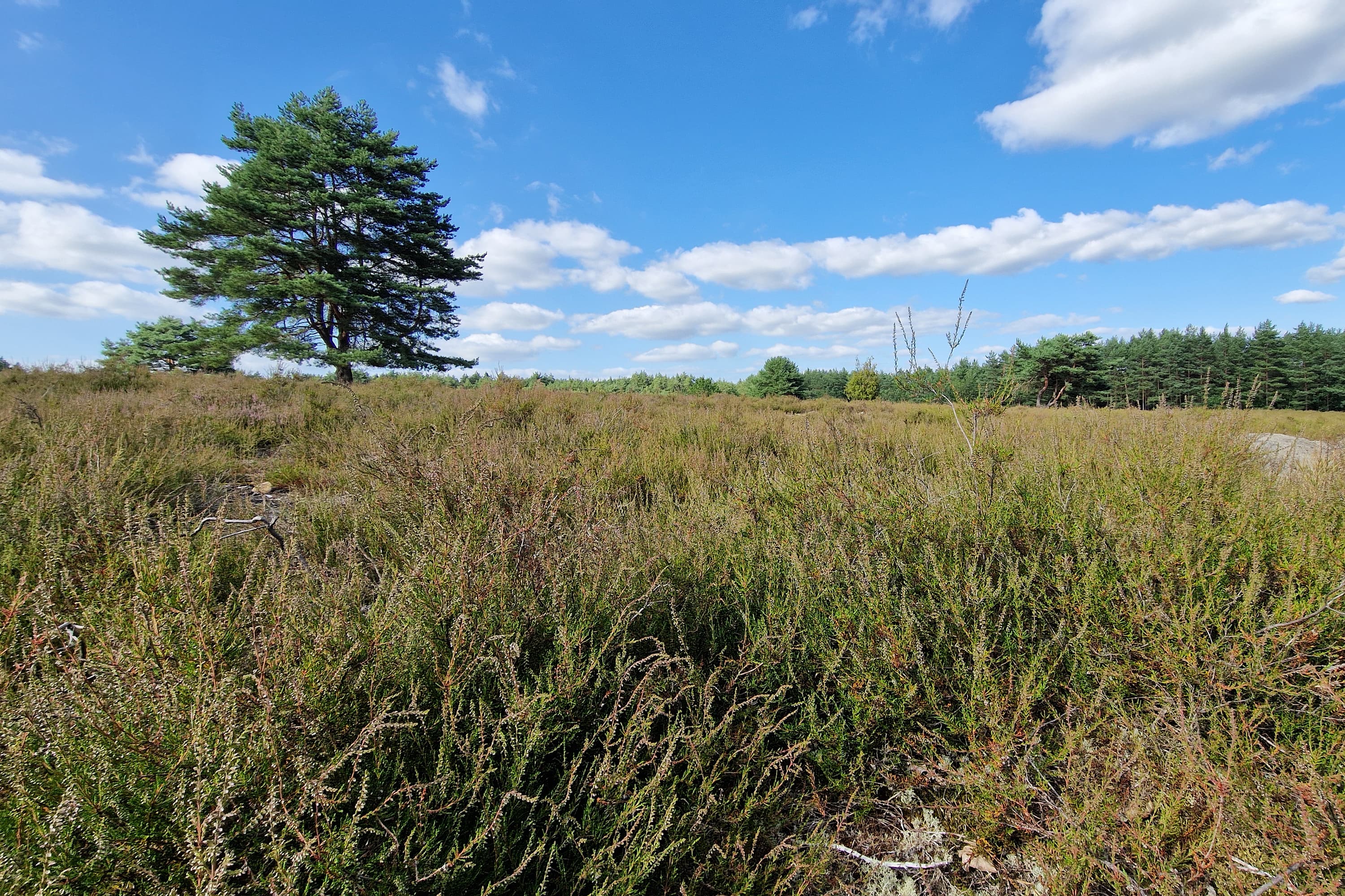 Stand der Heideblüte in der Bodenteicher Heide