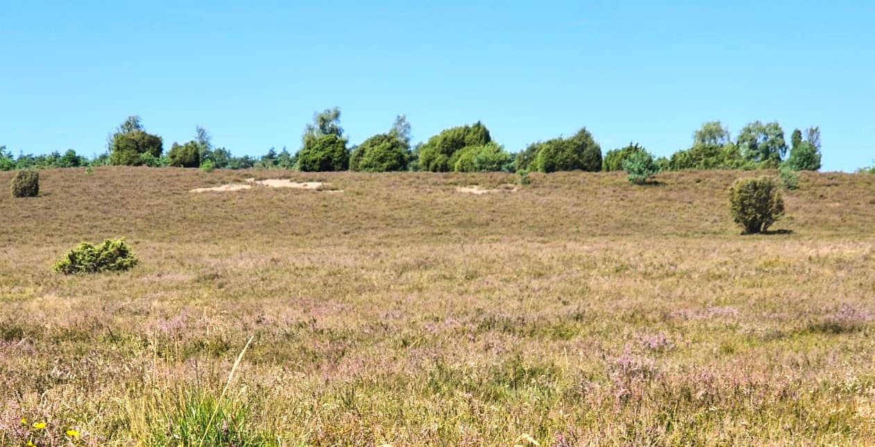 Stand der Heideblüte in der Döhler / Hörpeler Heide