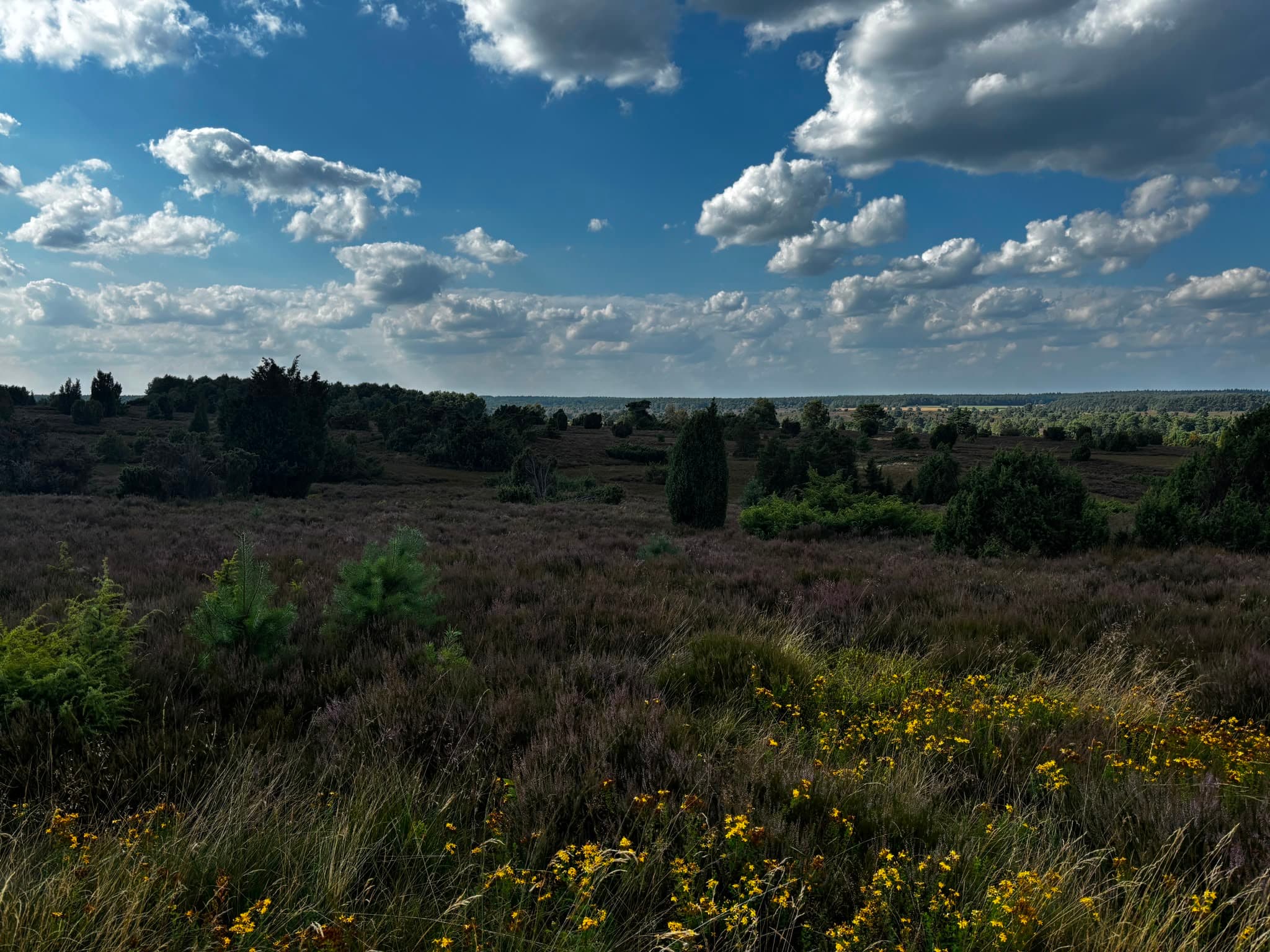 Stand der Heideblüte im Radenbachtal