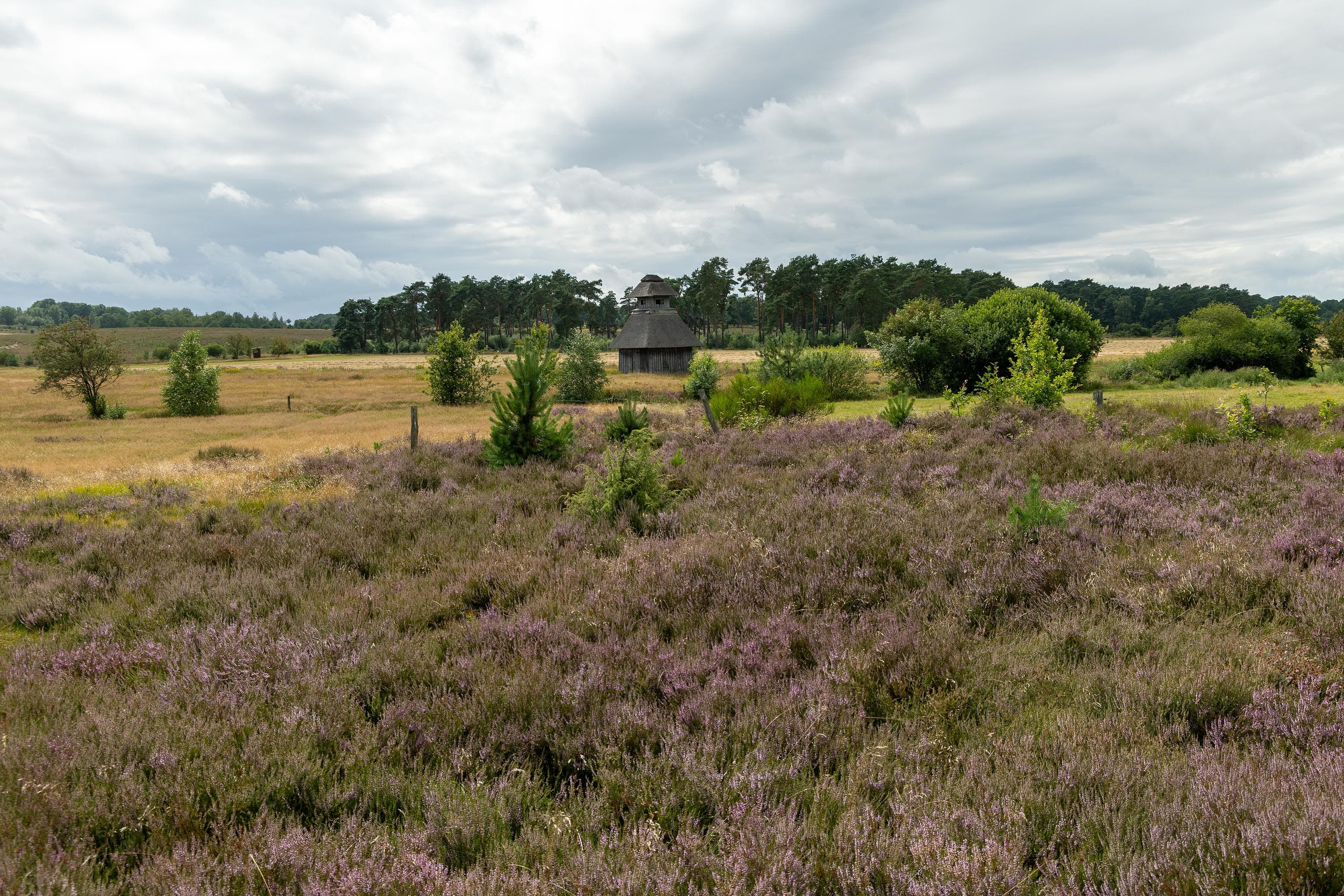 Stand der Heideblüte in der Behringer Heide