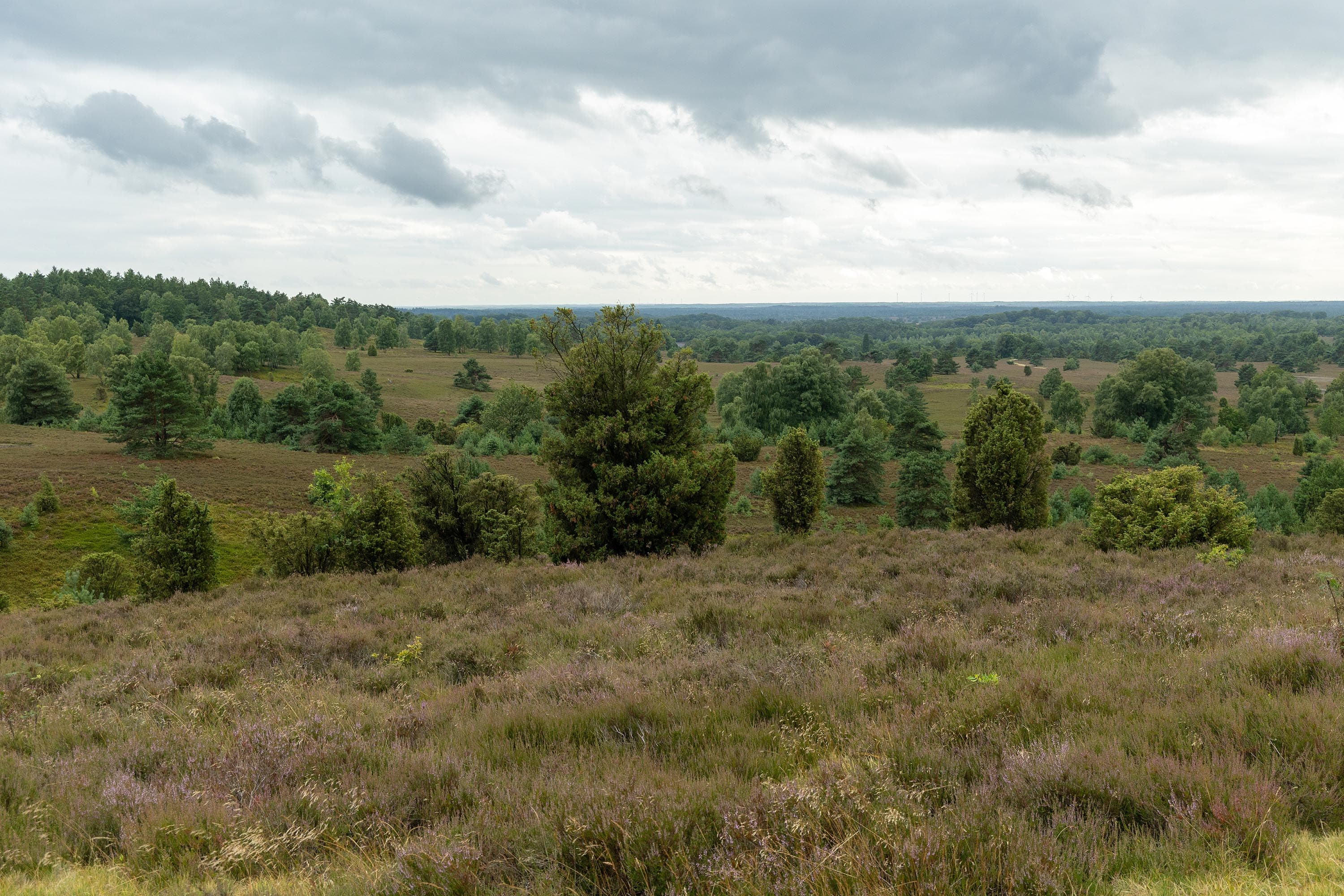 Stand der Heideblüte am Wilseder Berg